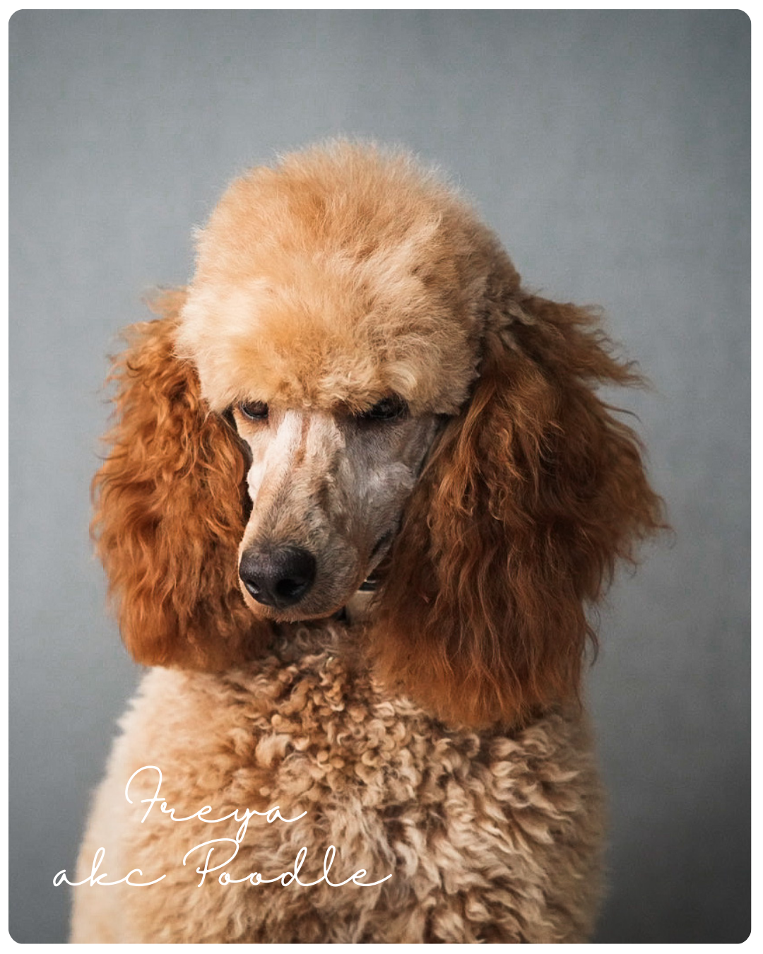 A poodle with curly tan and brown fur, looking downward against a gray background. Text overlay reads "Freya aka Poodle."