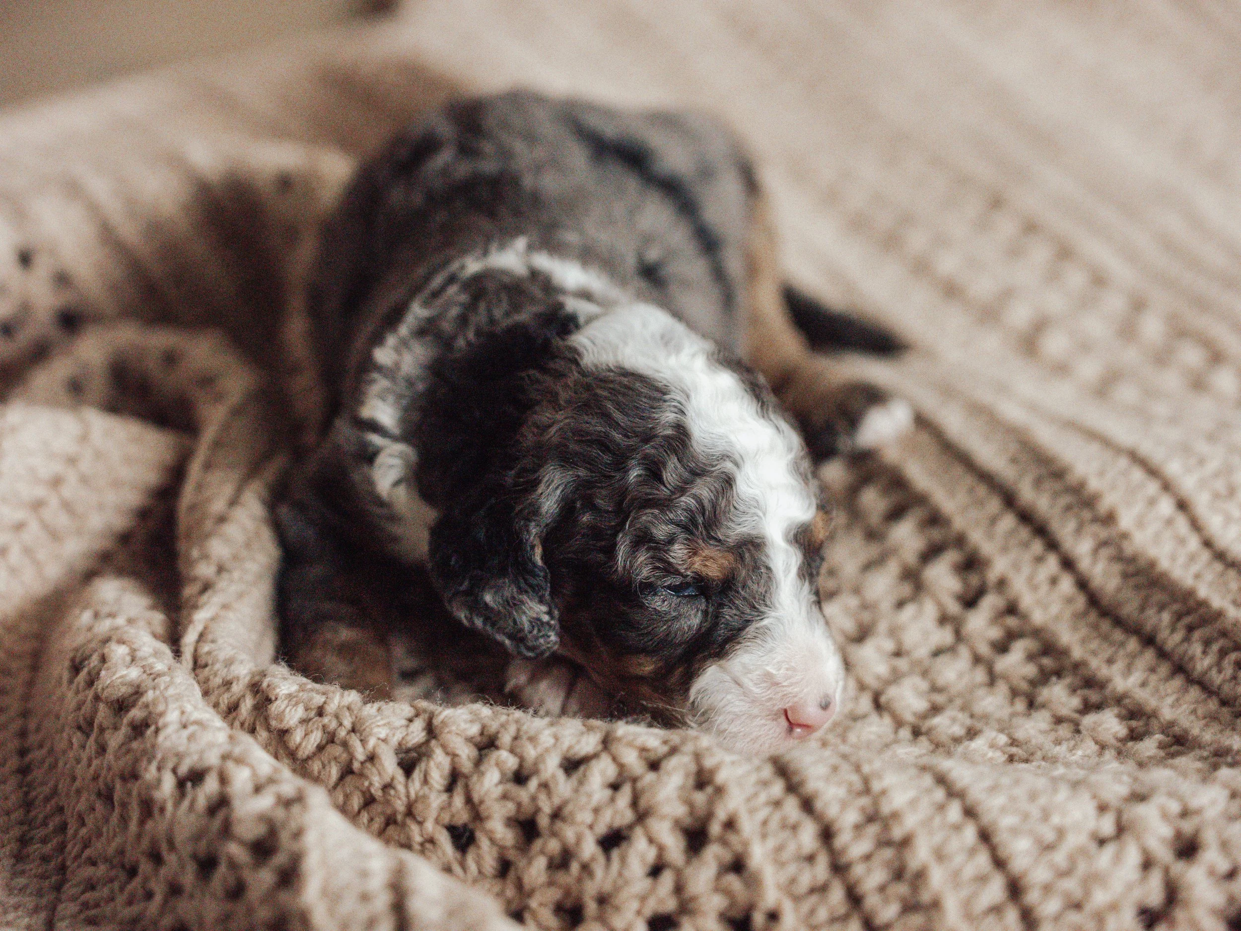 Sheepadoodle Puppy Boise,m Idaho