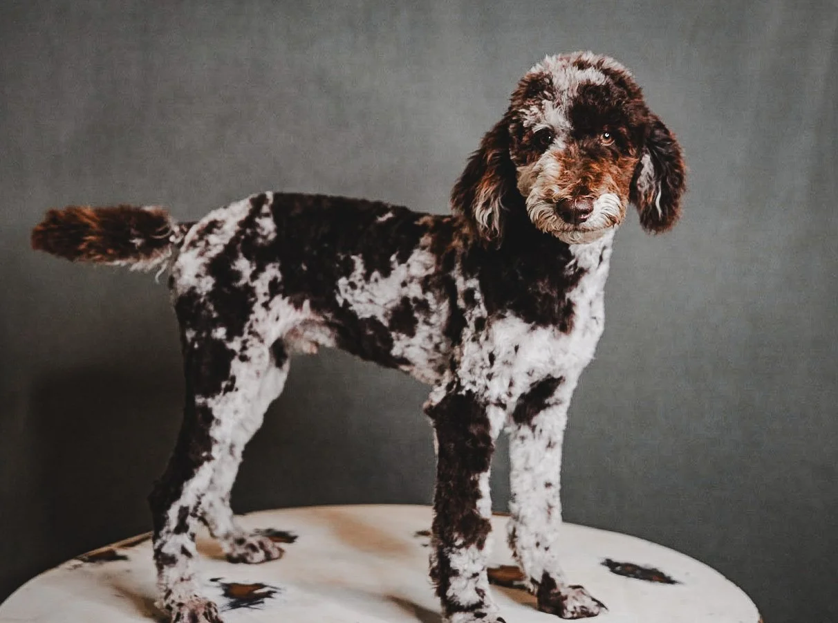 A dog with a black and white speckled coat standing on a white surface against a gray background.