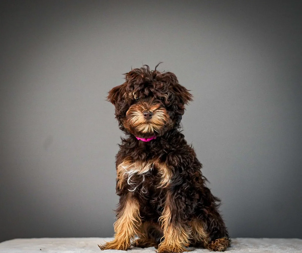 A cute black and tan puppy with curly fur sitting against a grey background.