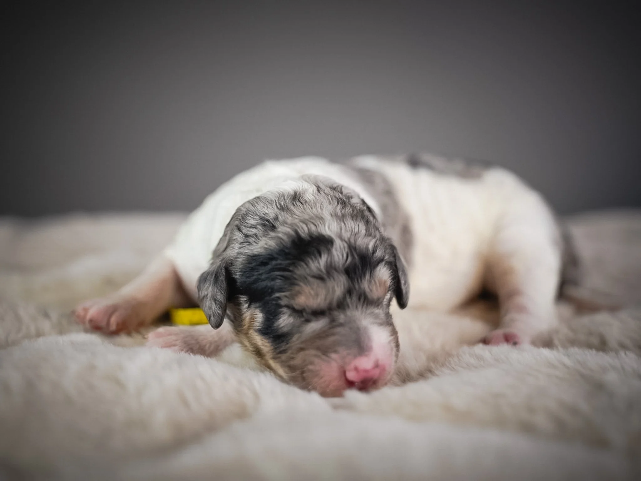 A newborn puppy with a merle coat pattern, lying on a soft, cream-colored blanket with a yellow collar.