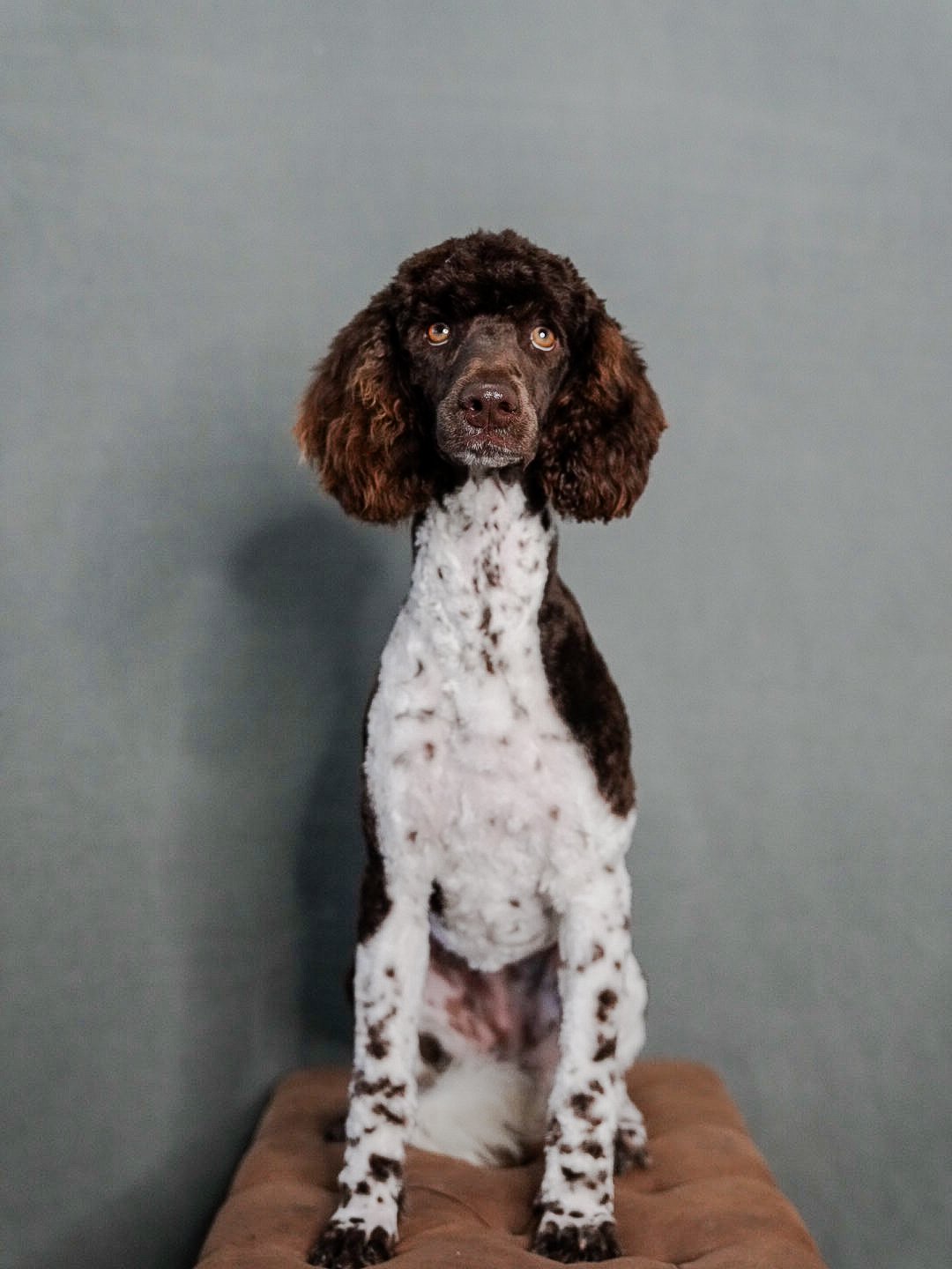 A dog with a brown, curly-haired head and long ears sitting on a brown cushion against a grey background.