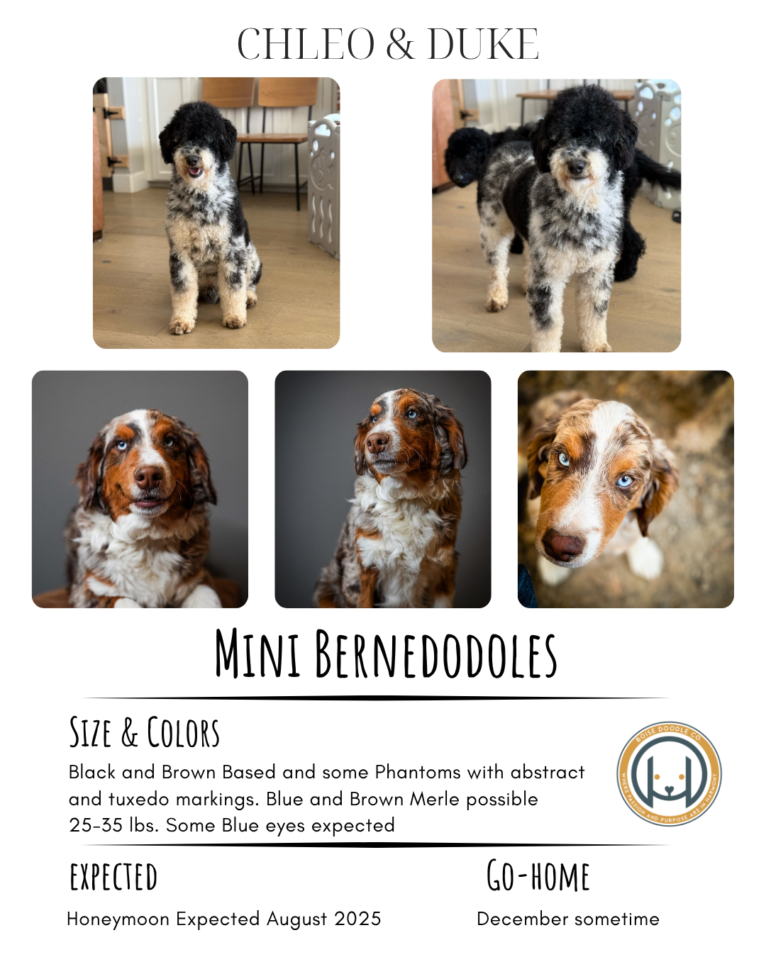 Collage of five photos featuring five miniature Bernedoodle puppies with black, brown, merle, and tuxedo markings. Some puppies have blue eyes. The top of the collage has the text 'CHLEO & DUKE'. The bottom has the text 'MINI BERNEDODDLES' and a desc