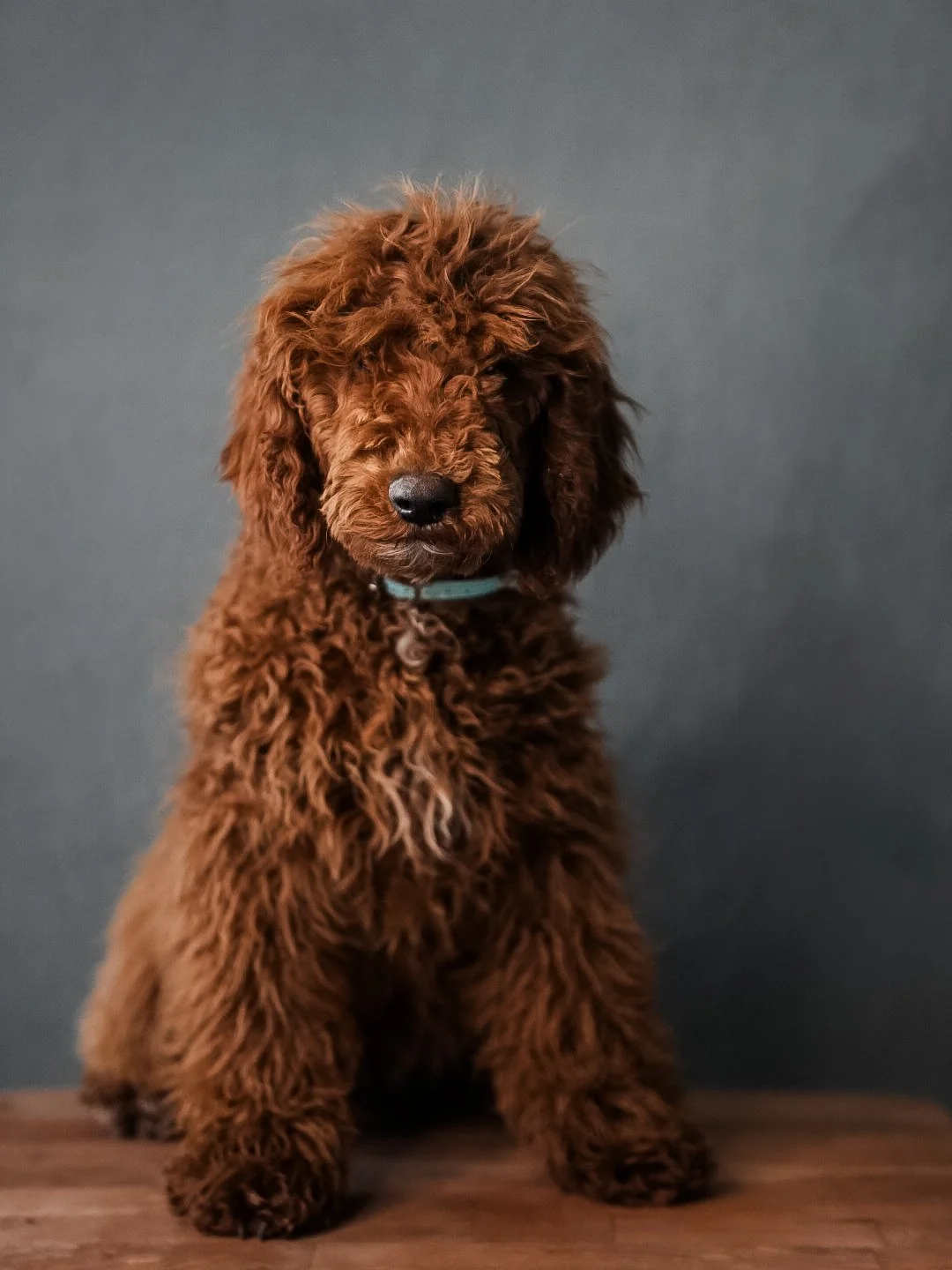 Dark red poodle
