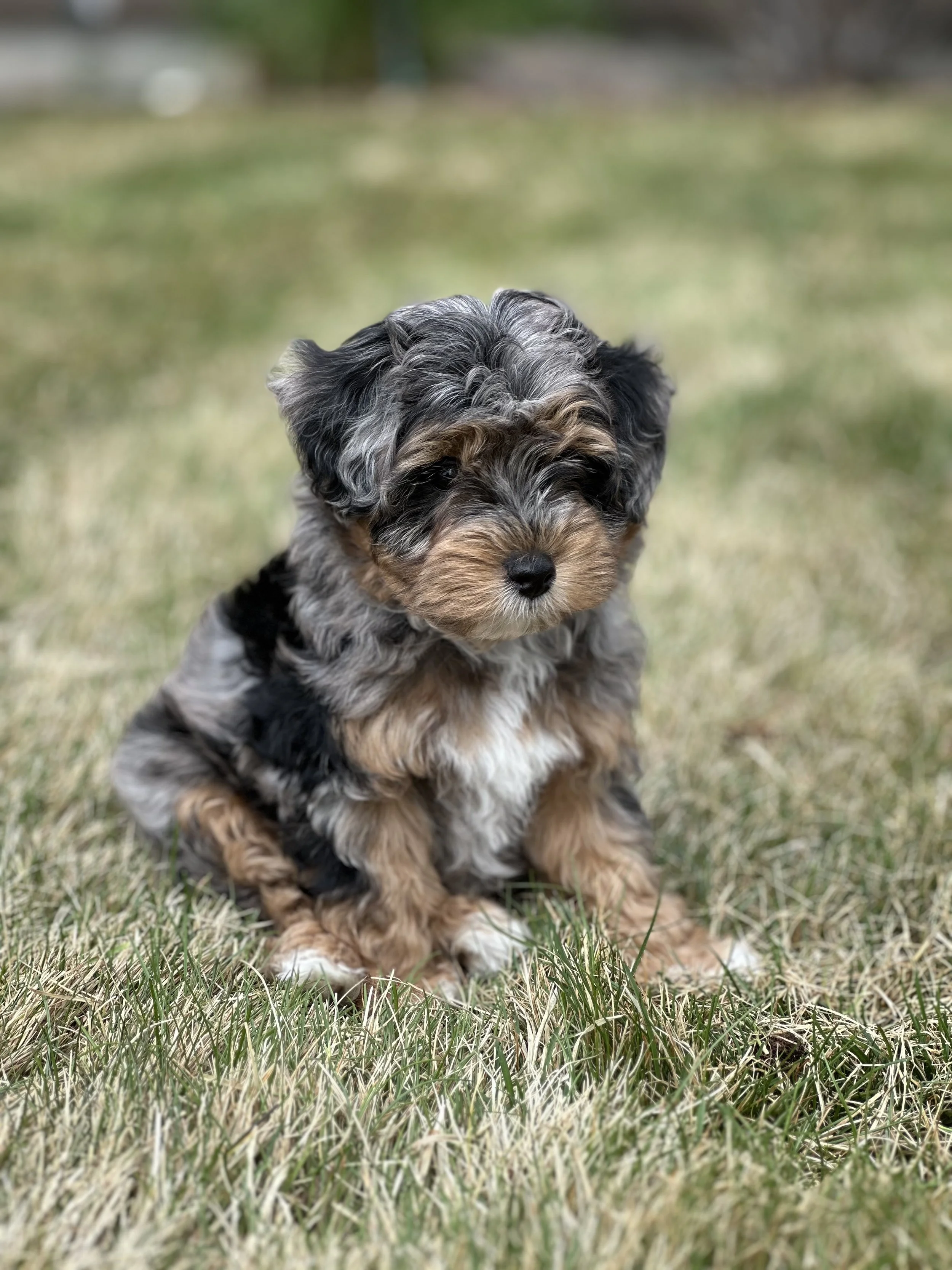 A cute, fluffy puppy sitting on grass in an outdoor setting with a blurred background.