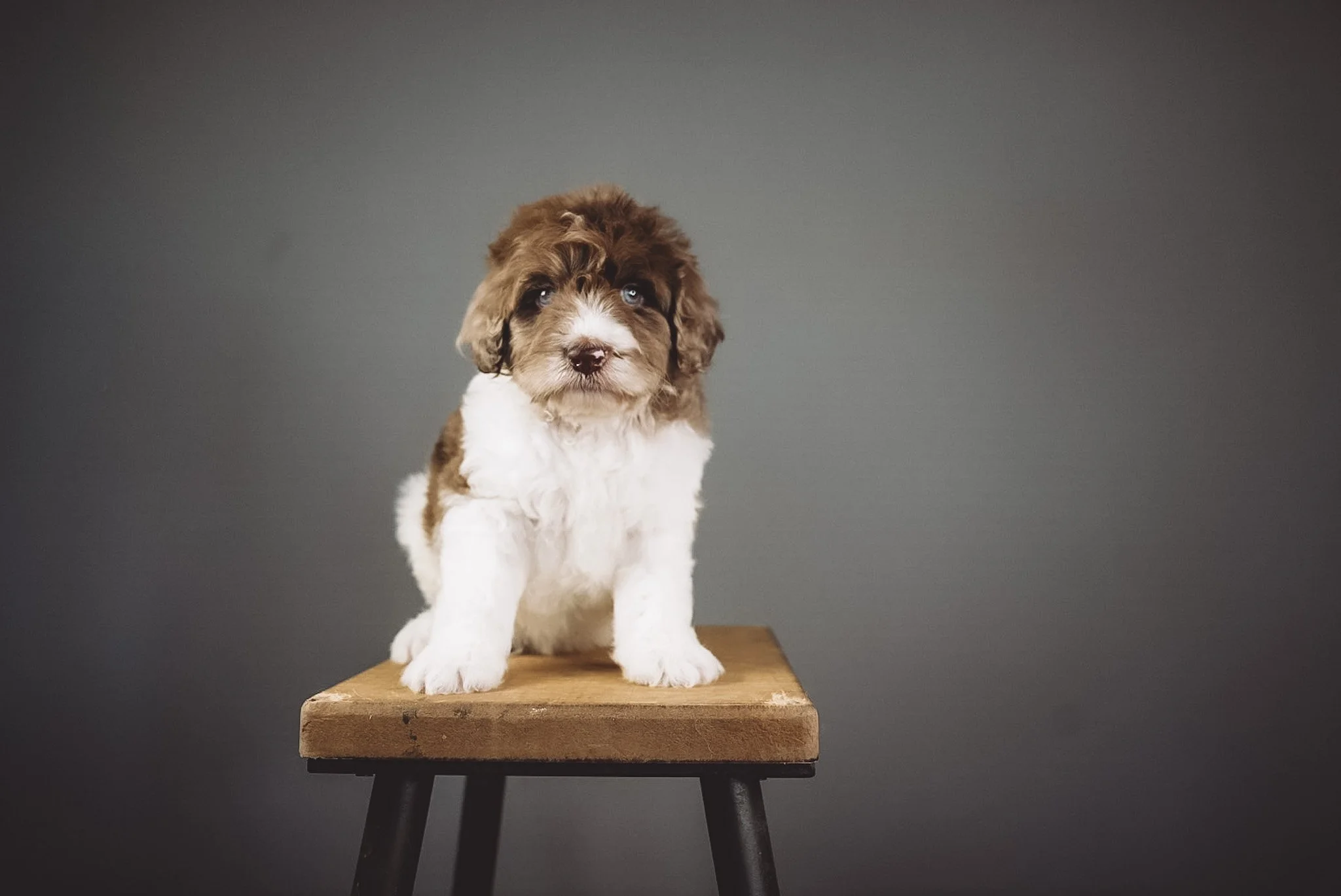 COLTON:  King Bernedoodle Male