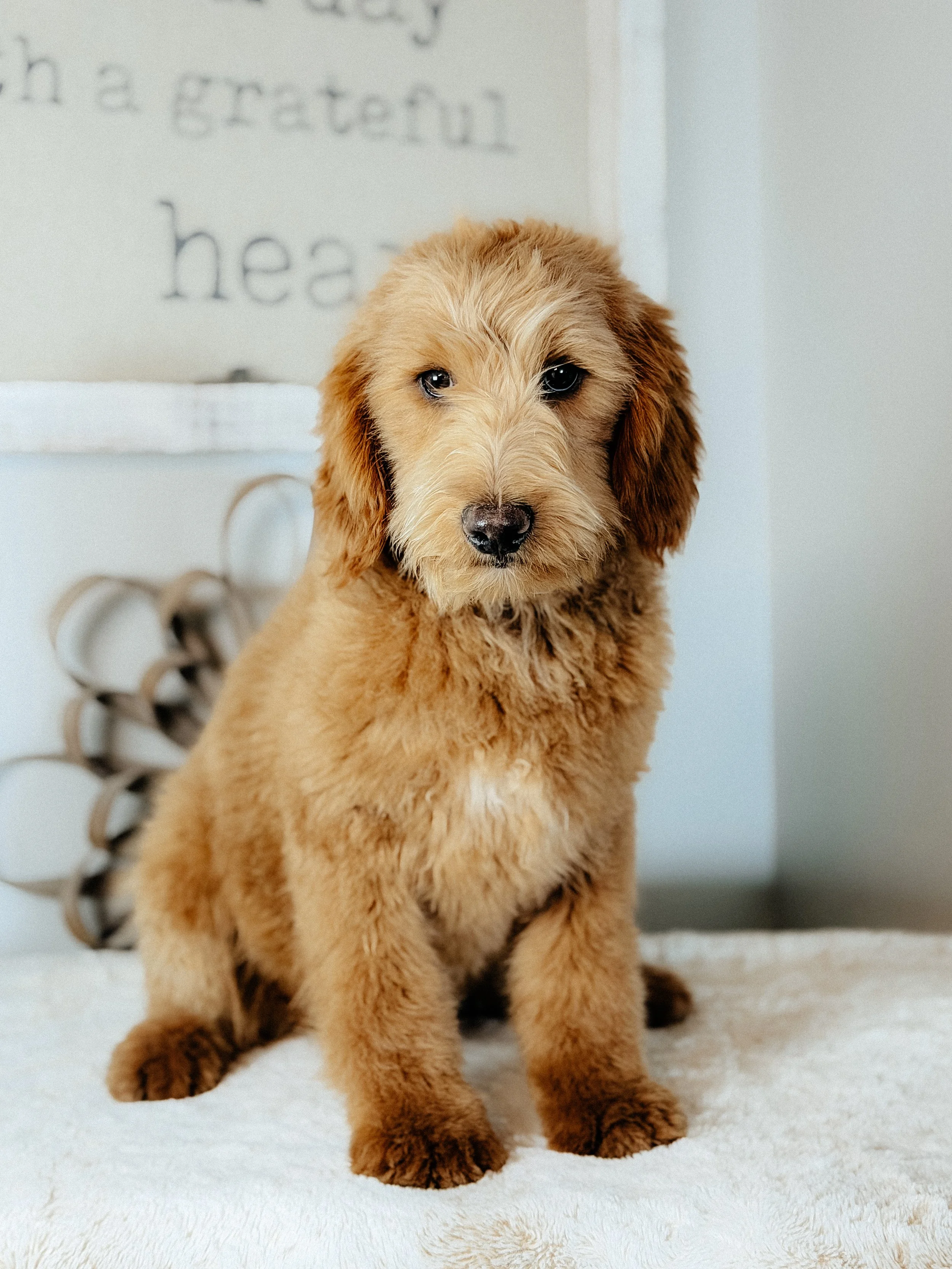 A adorable fluffy brown puppy sitting on a soft white blanket, with a background of a white wall and a decorative pillow with a flower design.