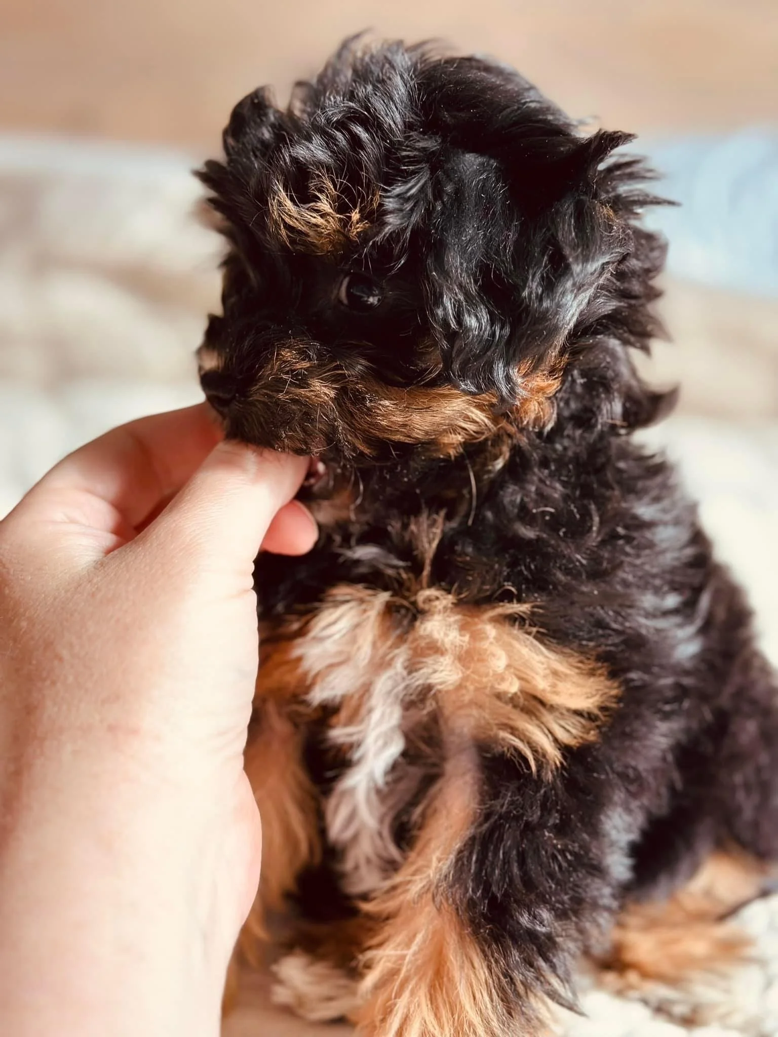 A small black and brown puppy with wavy fur, gently biting a person's finger.