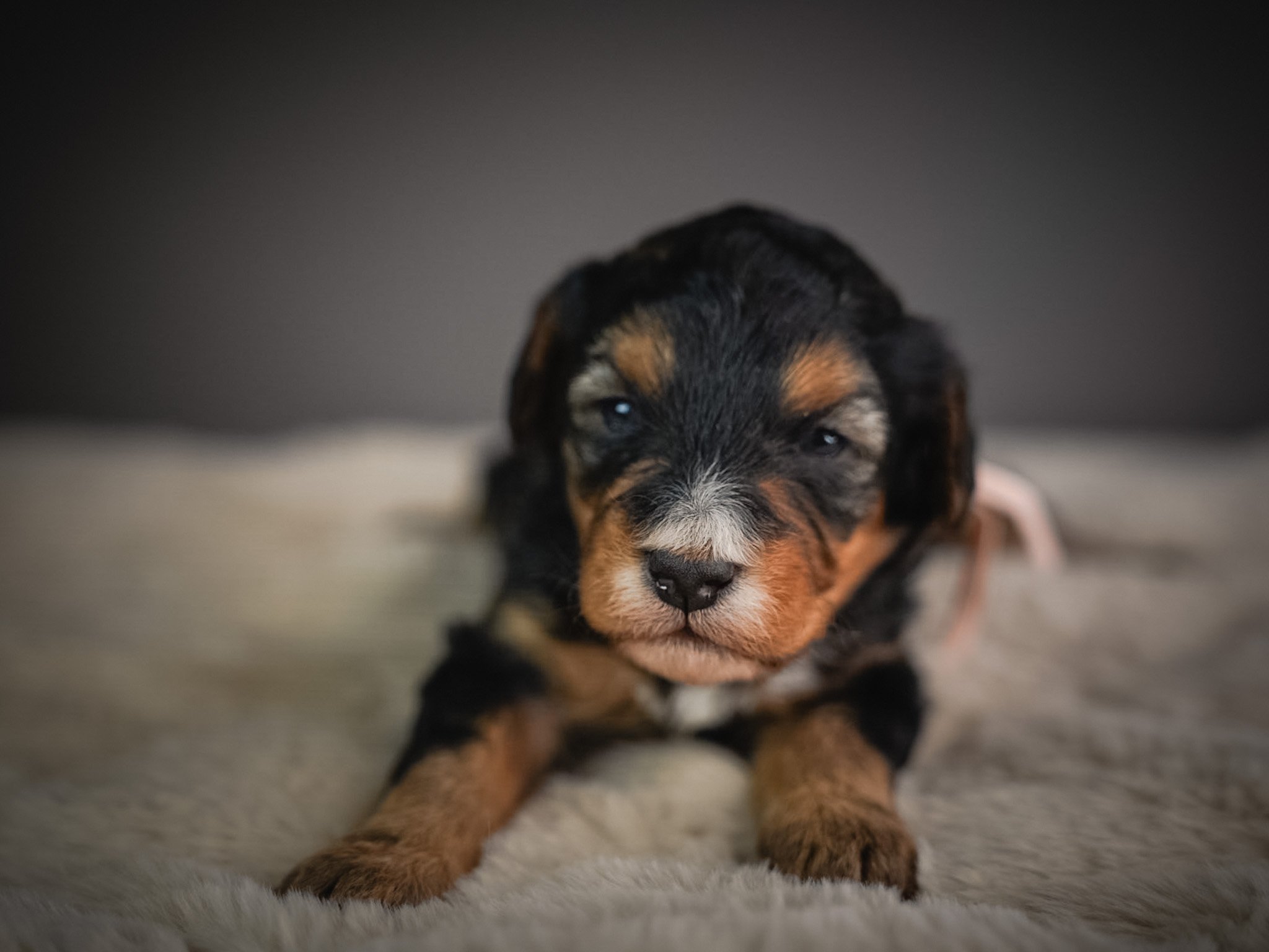 A close-up of a tiny, fluffy black and brown puppy with blue eyes, lying on a soft, light-colored surface, against a dark background.
