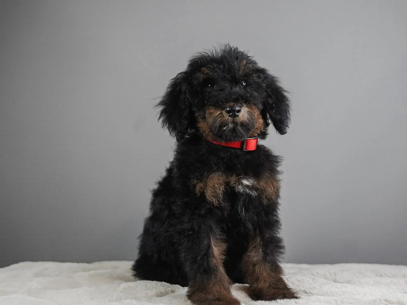 A fluffy black and brown puppy with a red collar sitting on a white surface against a gray background.