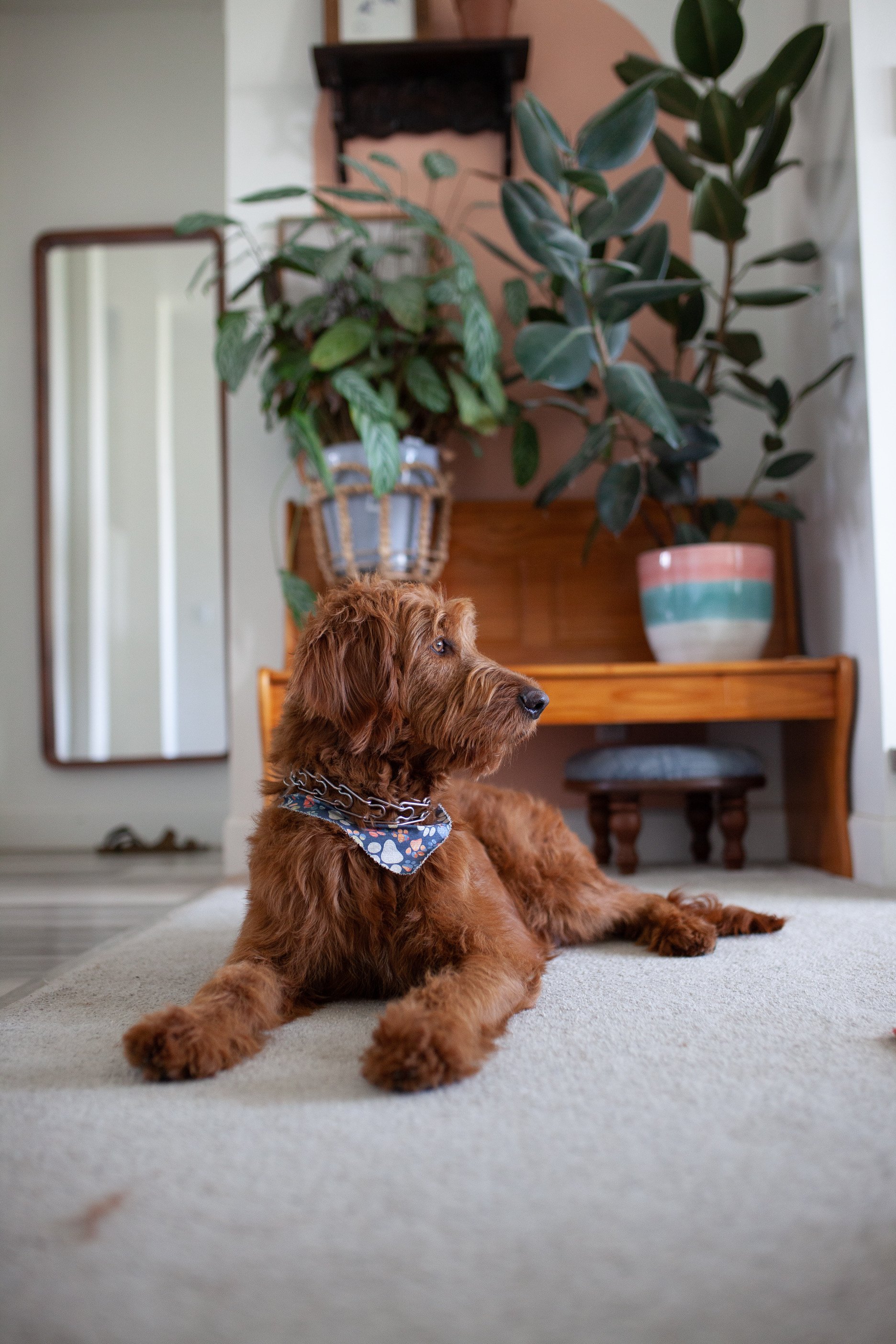 A brown puppy lying on a light-colored carpet in a living room, with large green houseplants, a wooden bench, and a mirror in the background.