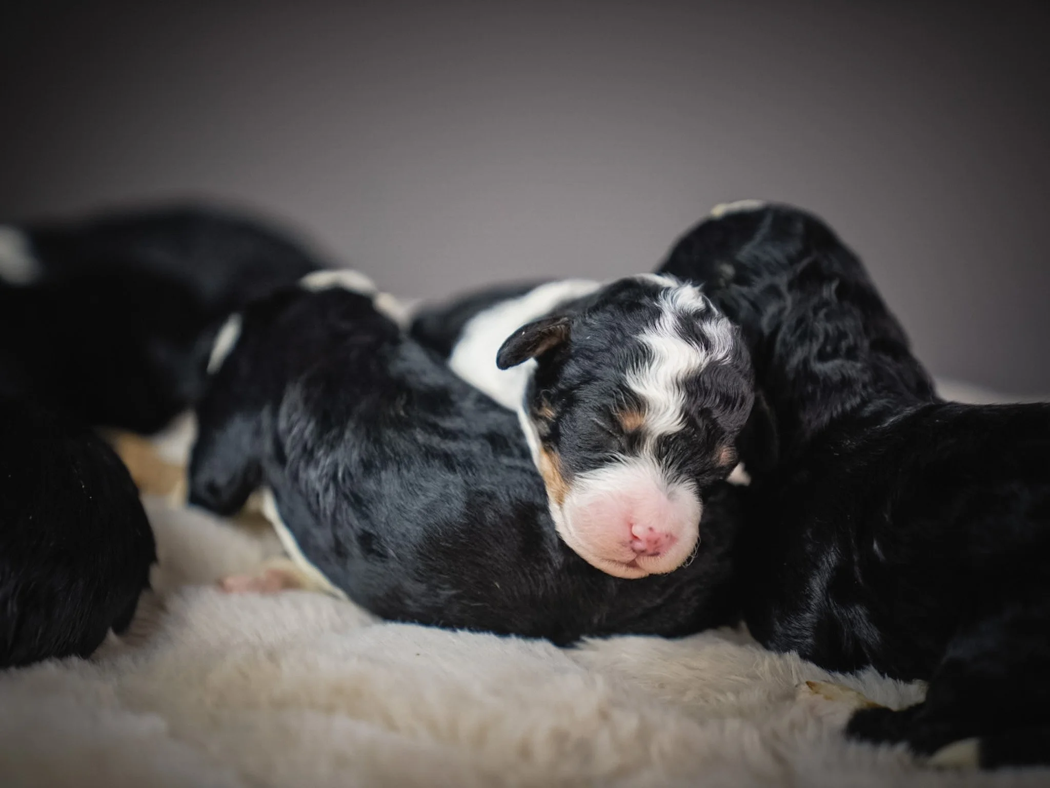 A group of small, black and white puppies sleeping on a soft, white surface against a dark background.