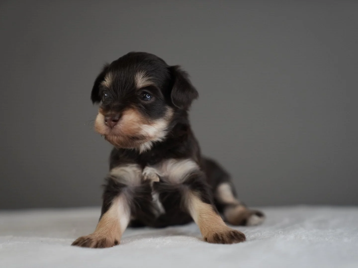 Adorable black and tan puppy sitting on a light-colored surface with a plain gray background.