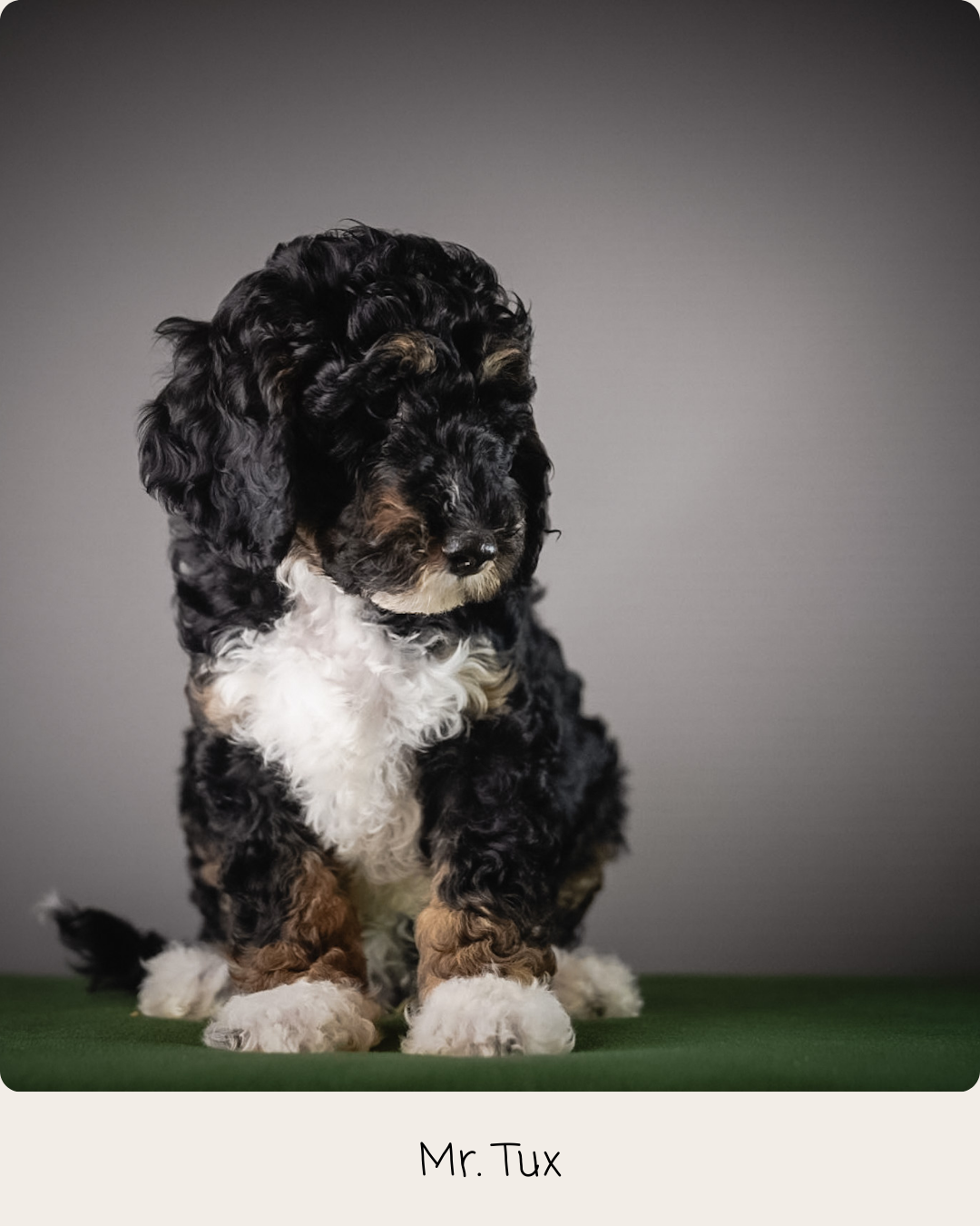 A newborn black and white puppy lying on a soft surface with a gray background.