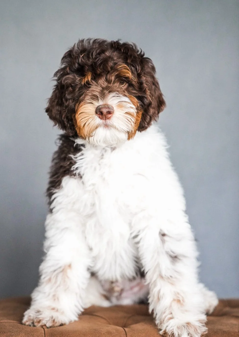Teddy Bear Bernedoodle Boise, Idaho