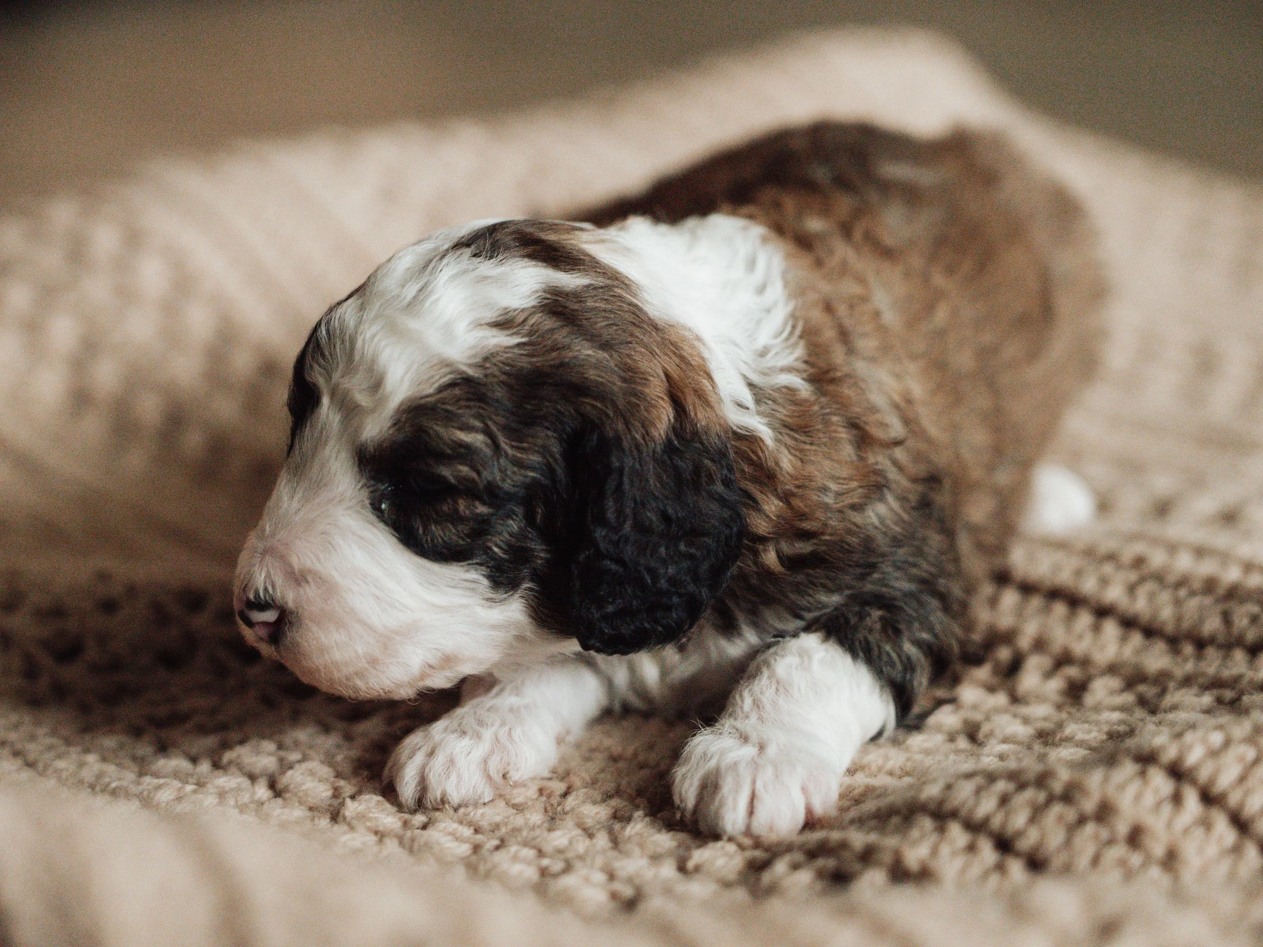 Sheepadoodle Puppy Boise, Idaho