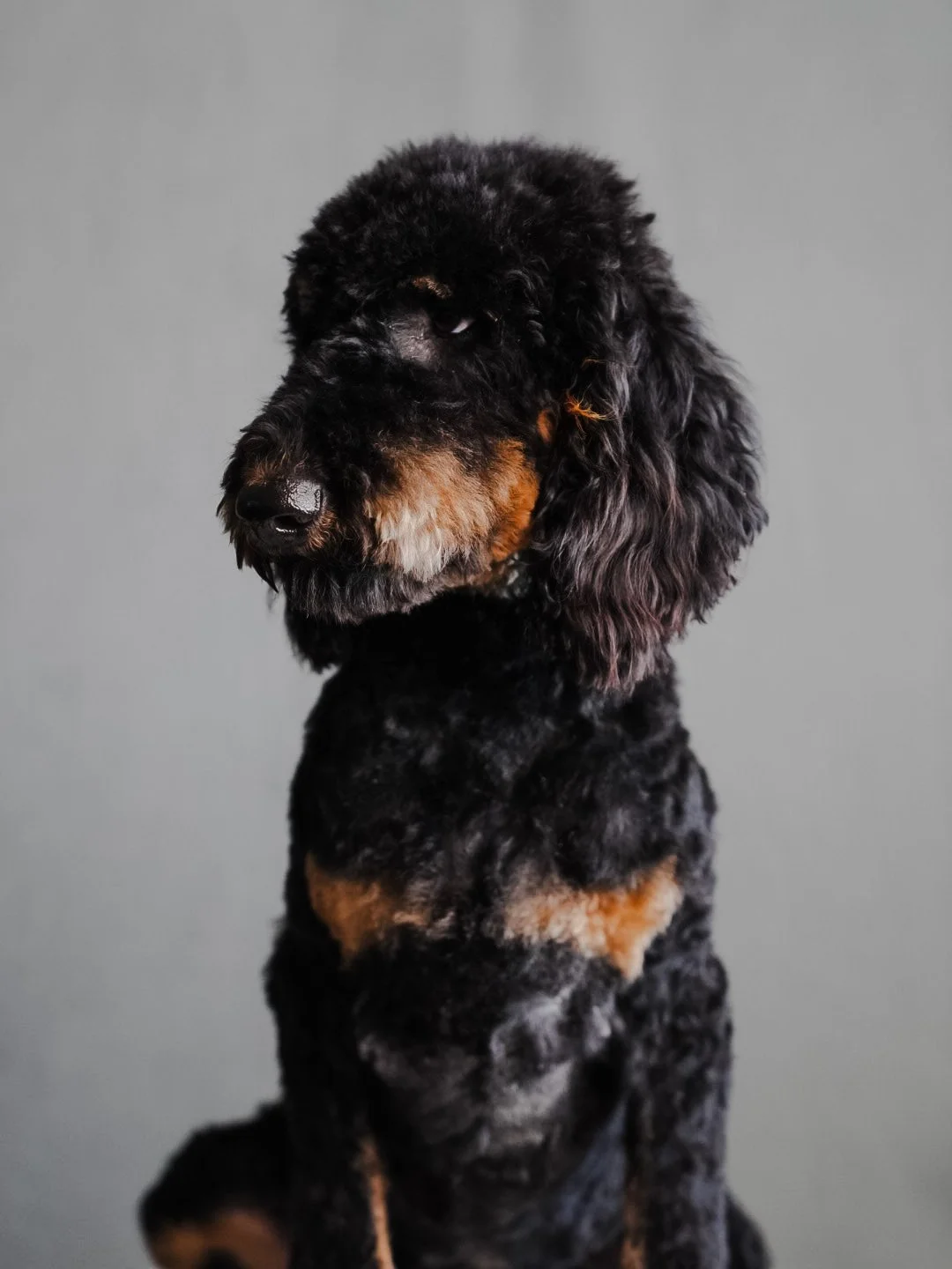 poodle in teddy bear haircut boise idaho
