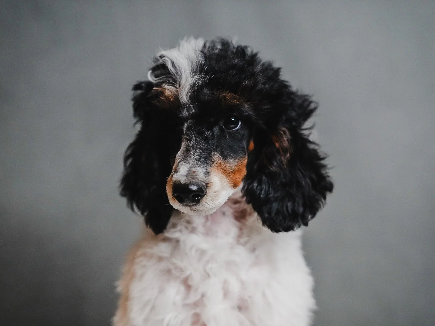 A close-up of a dog with curly black and white fur, brown patches around its eyes, and long floppy ears, against a plain gray background.
