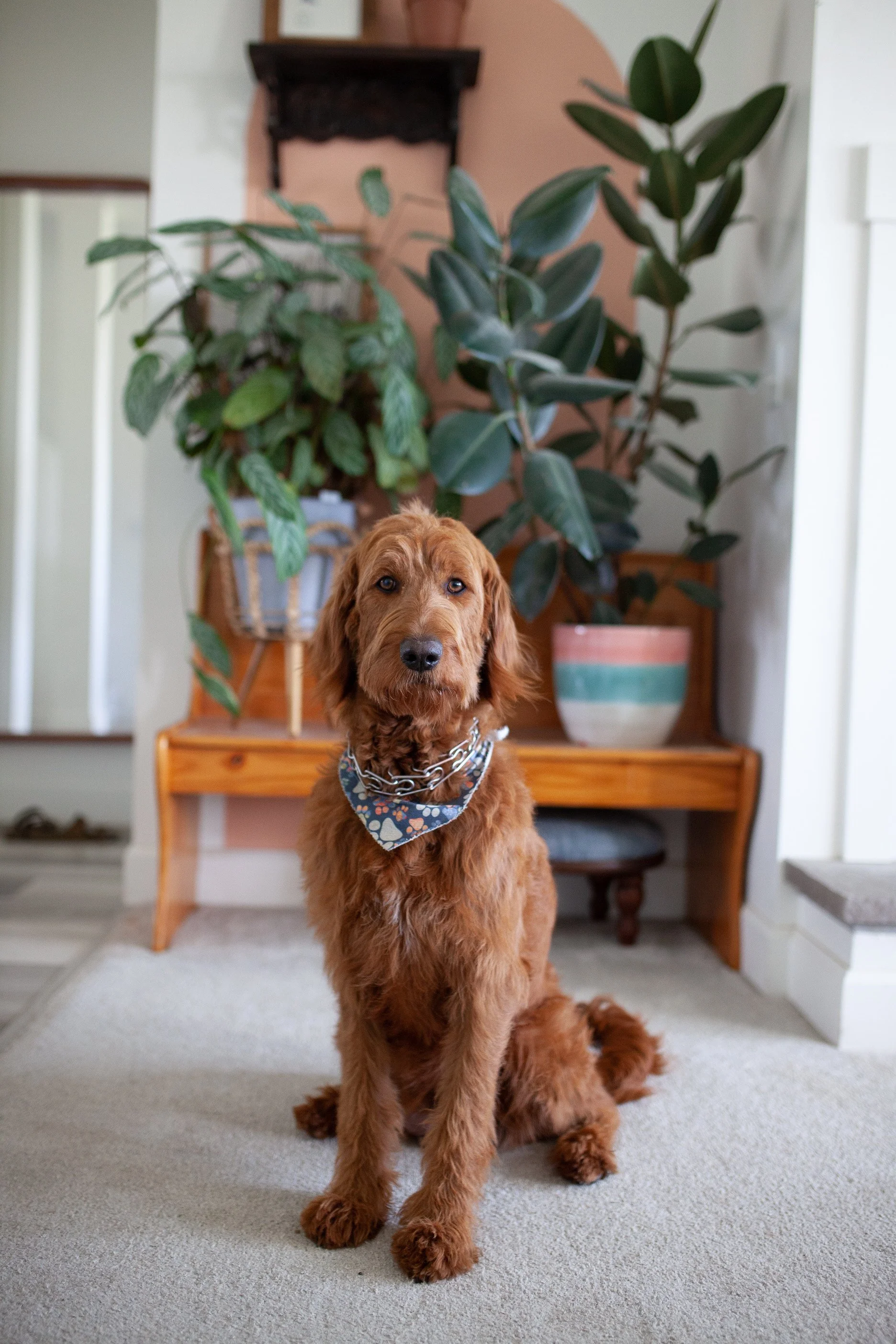 A brown dog with a blue bandana around its neck sitting on a beige carpet inside a home. Behind the dog, there are various potted plants on a wooden bench or table, against a backdrop of white and peach-colored walls.