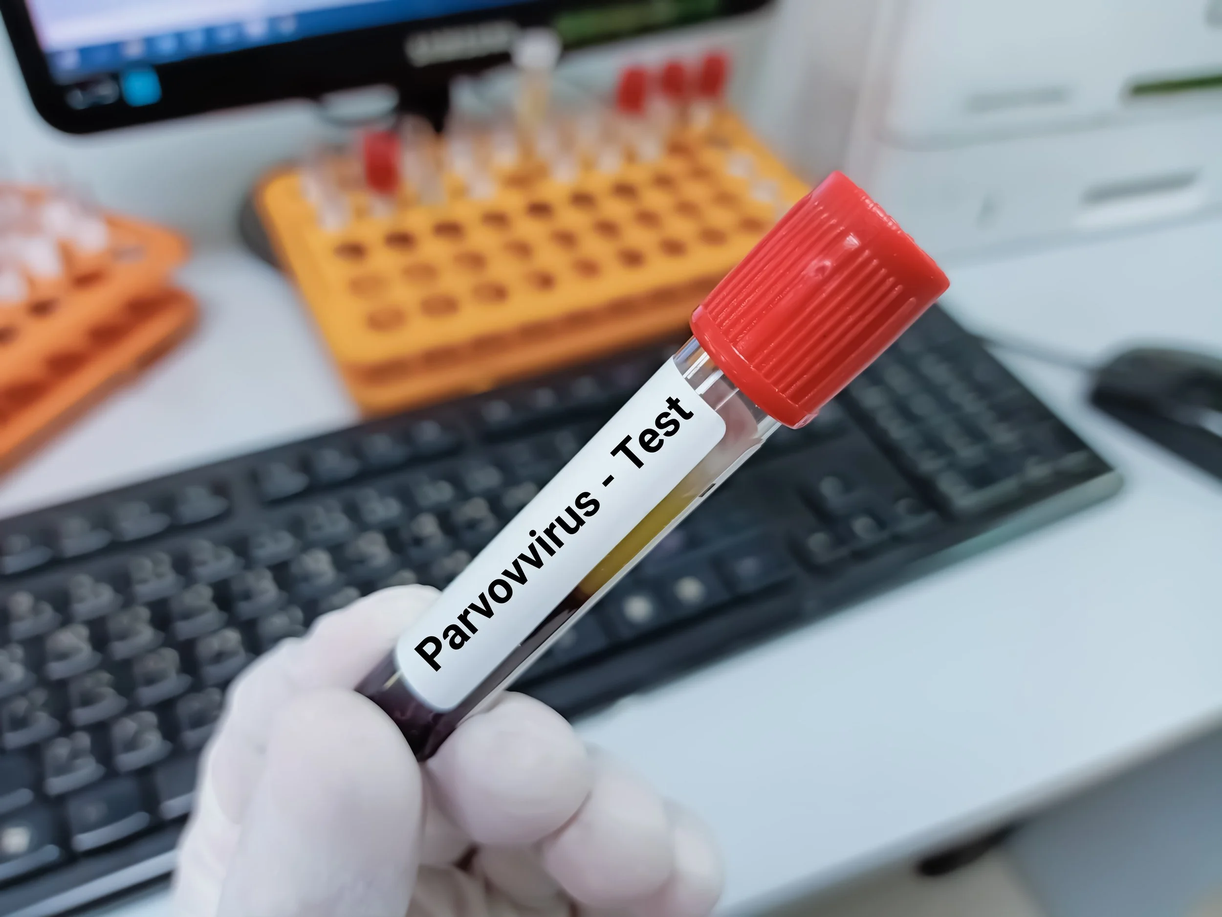 Test tube labeled 'Parvovirus - Test' being held in a gloved hand in a laboratory setting with a computer monitor and keyboard in the background.