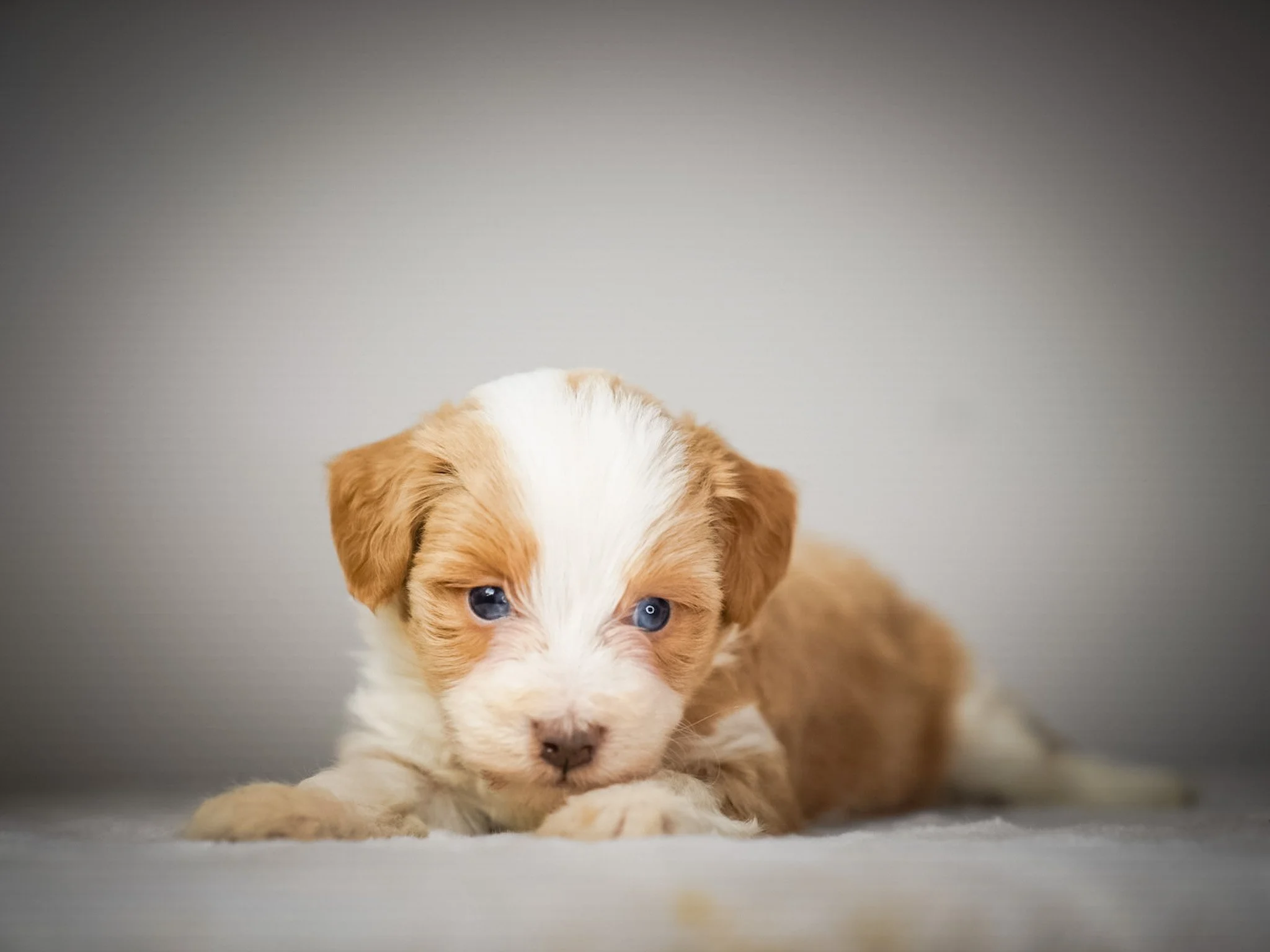A newborn puppy with black, white, and gray fur sleeping on a soft, cream-colored blanket.