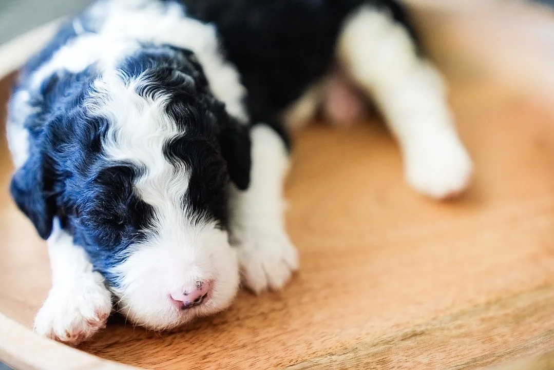 A close-up of a small, fluffy black and white puppy lying on a wooden surface.