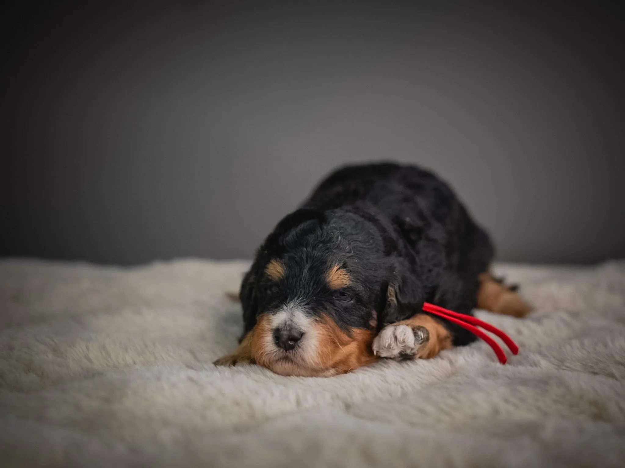A cute black and brown puppy lying on a soft, light-colored surface with a gray background.