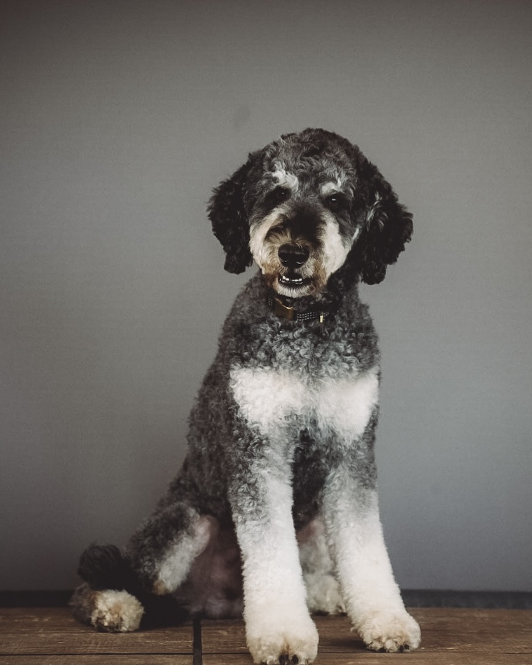 akc poodle.  Boise, Idaho.  Puppies for sale.