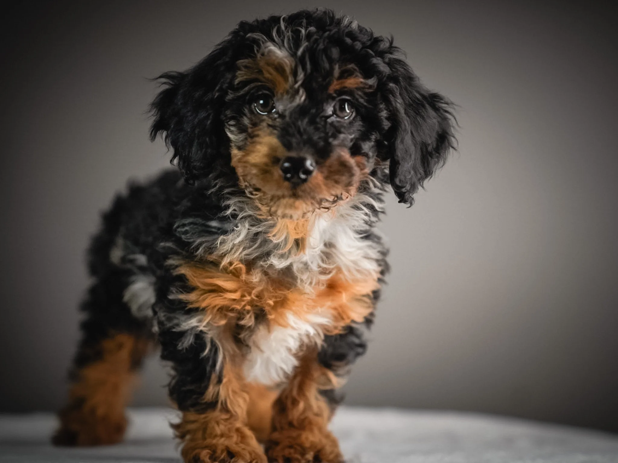 A cute black and tan curly-haired puppy sitting on a light-colored surface with a plain gray background.