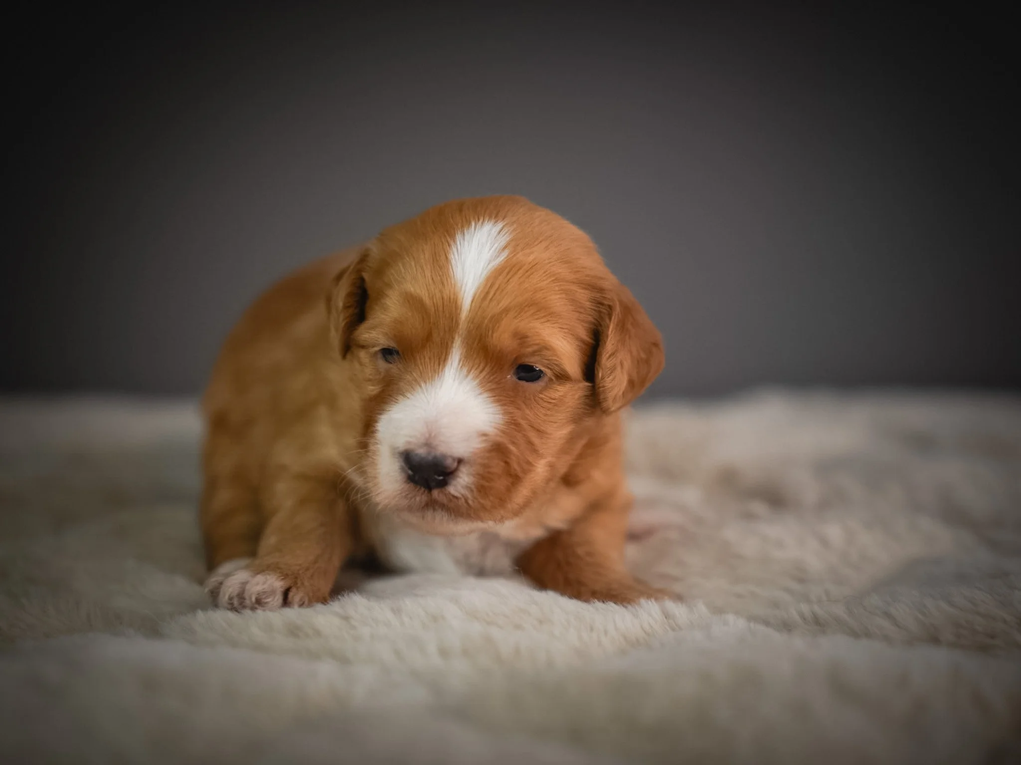 A cute, small, brown and white puppy with a white stripe on its face, resting on a soft, fluffy surface with a dark gradient background.