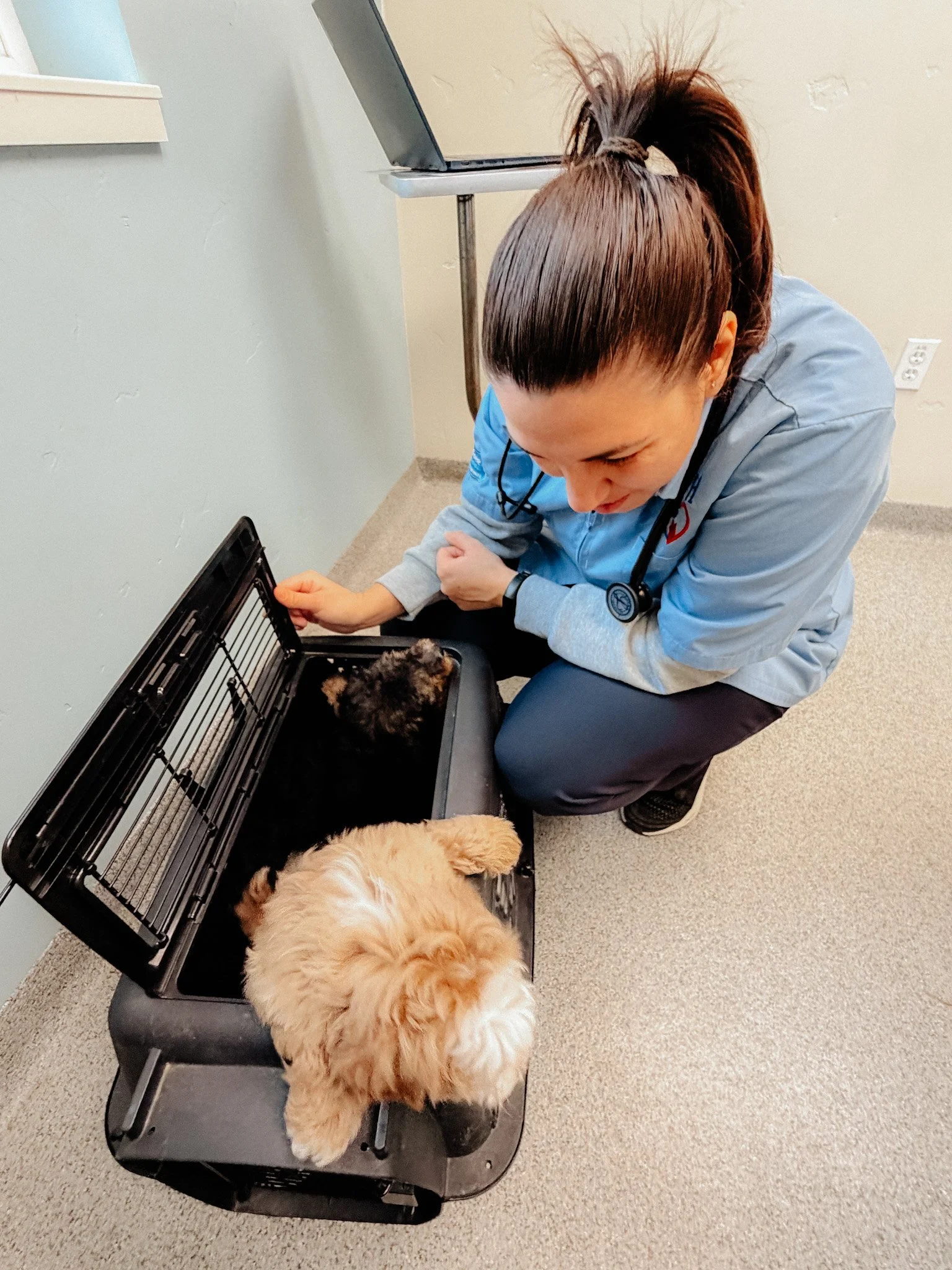 A veterinarian in scrubs and a stethoscope interacts with two puppies inside a pet carrier while kneeling on the floor.