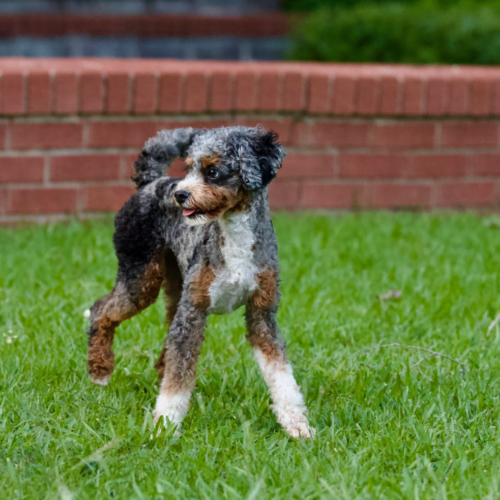A cute brown puppy with fluffy fur standing on a white furry rug against a gray background.