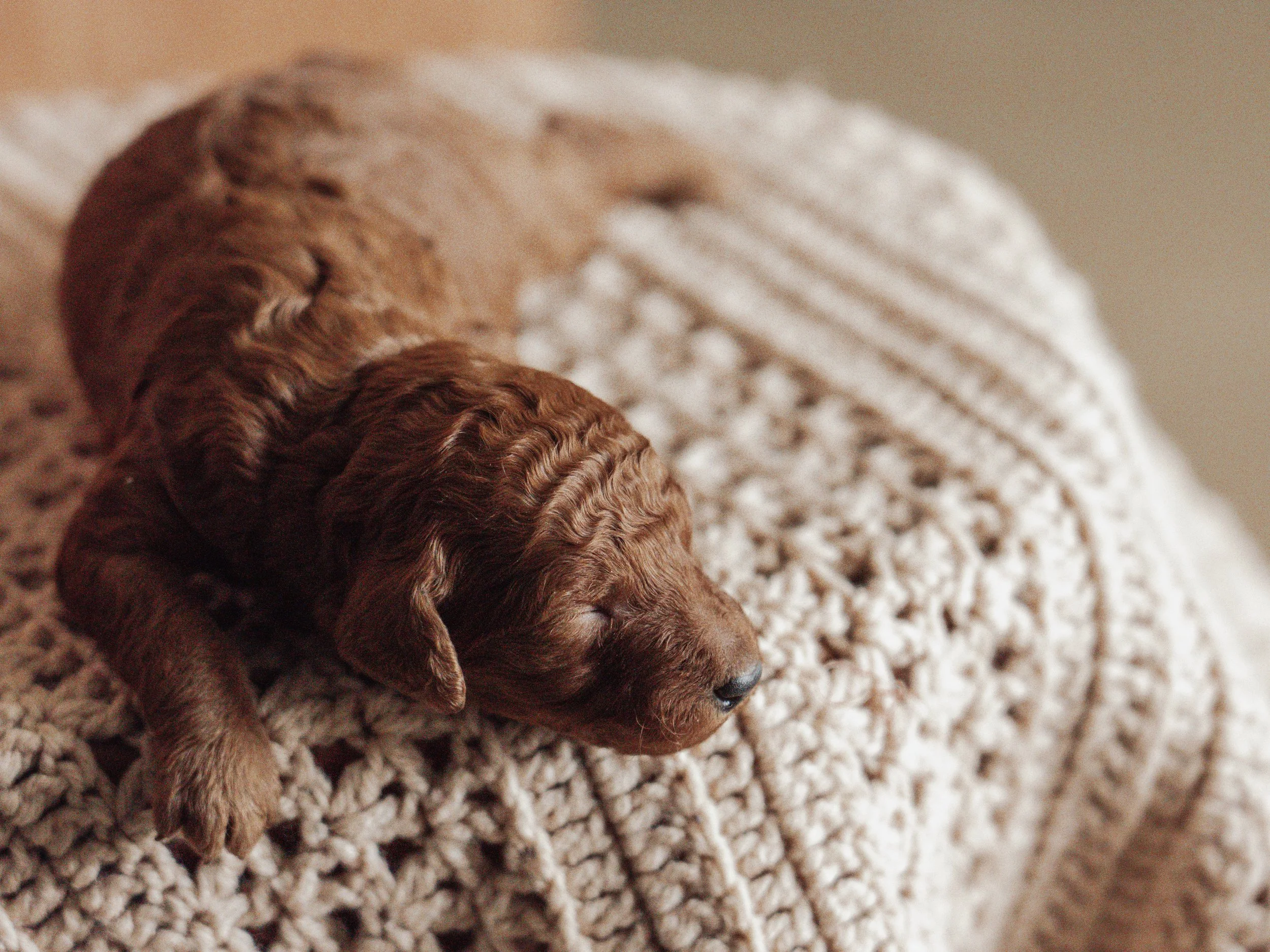 Red Mini Poodle Boise, Idaho