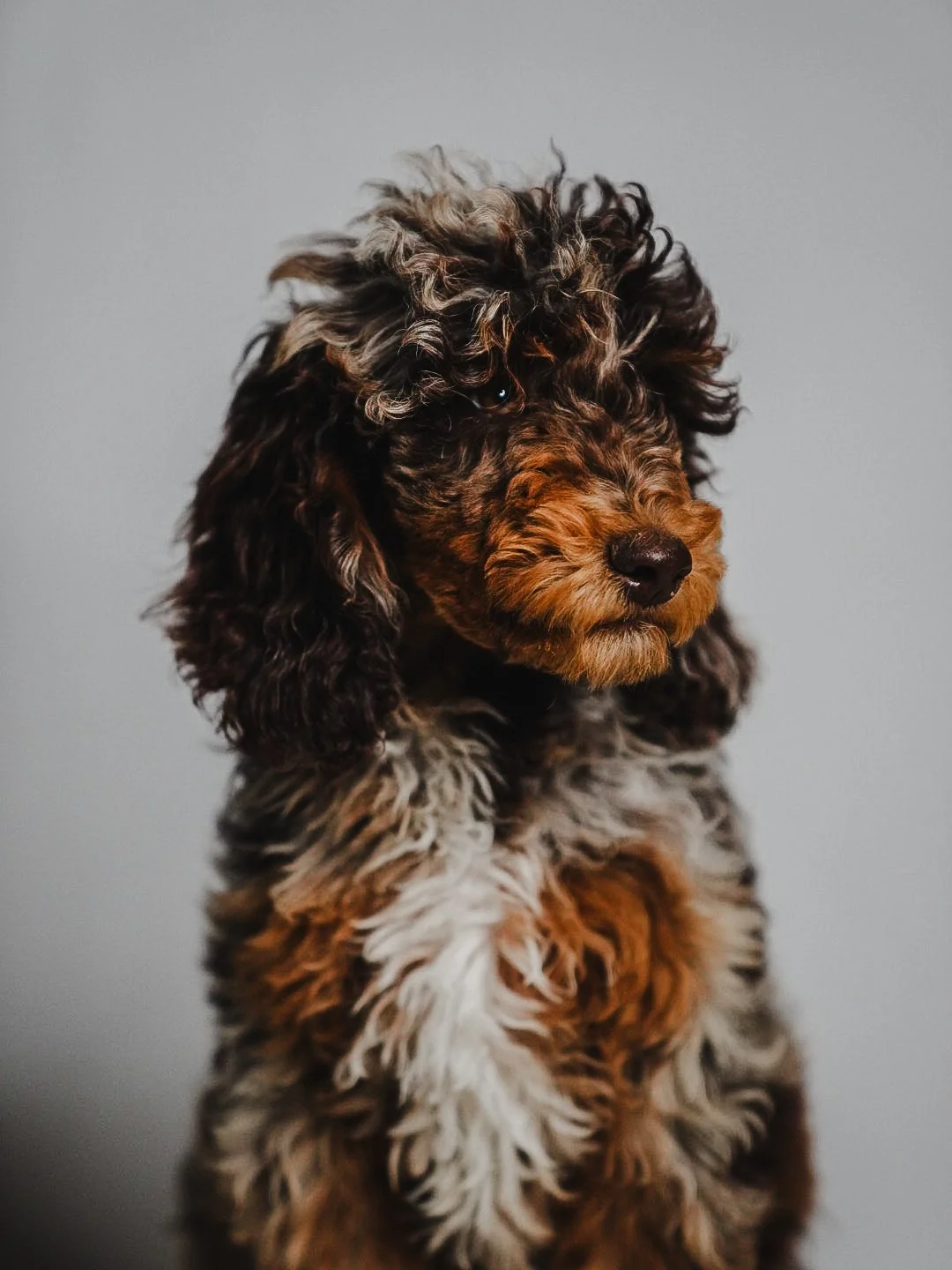 brown merle poodle puppy