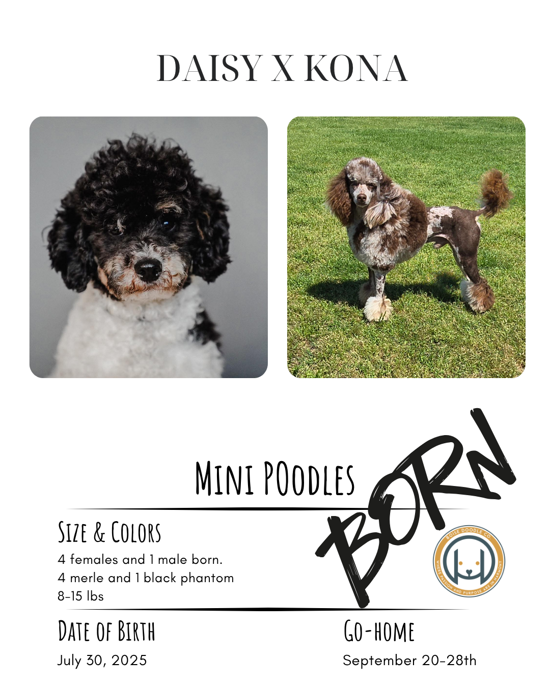 Flyer featuring two mini poodles, one with curly black and white fur and the other with a brown and gray haircut, with text about their birth date, size, colors, and go-home date.