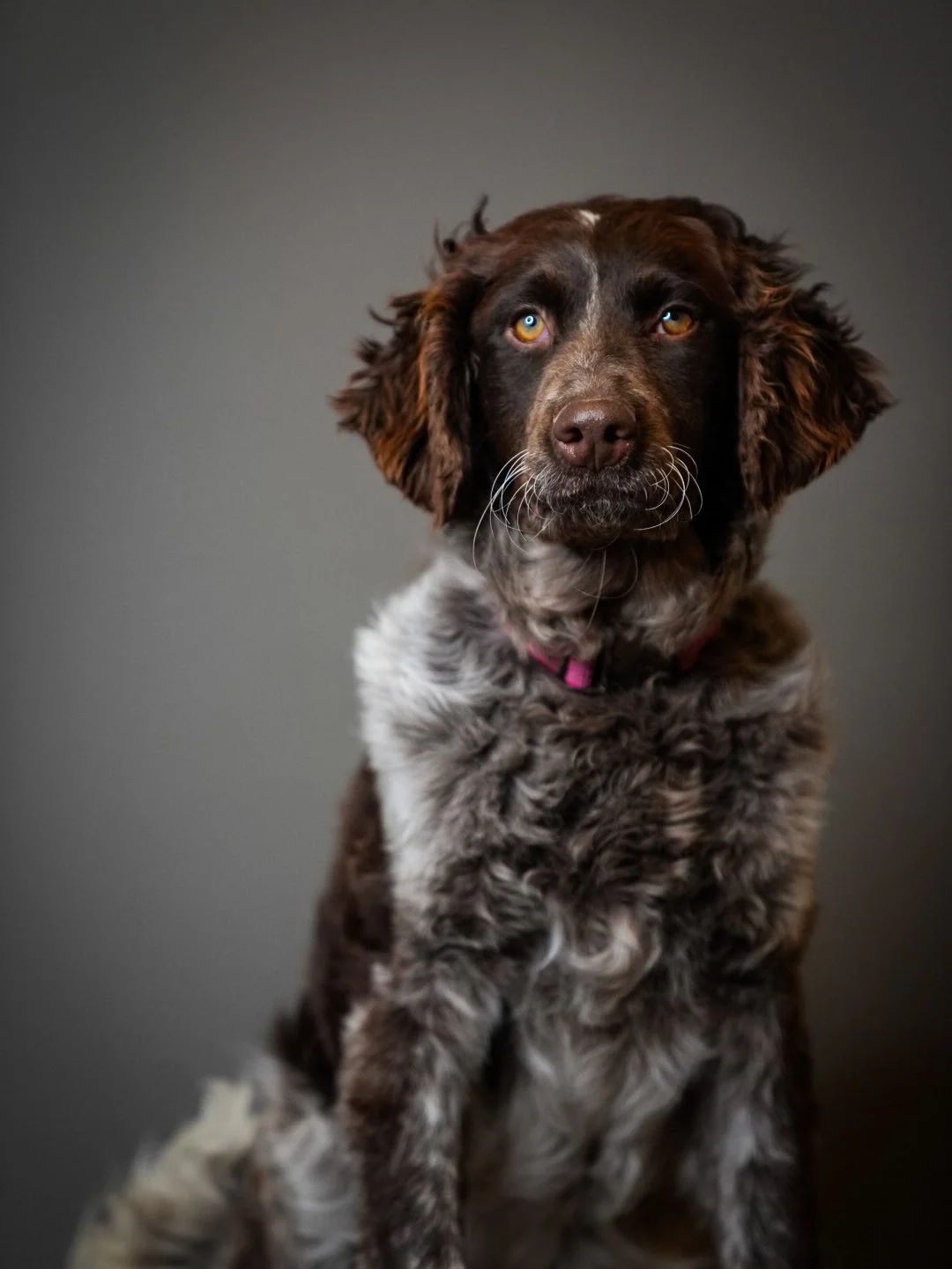 A portrait of a brown and white curly-coated dog with a glossy coat, sitting with a neutral expression against a plain, dark gray background.