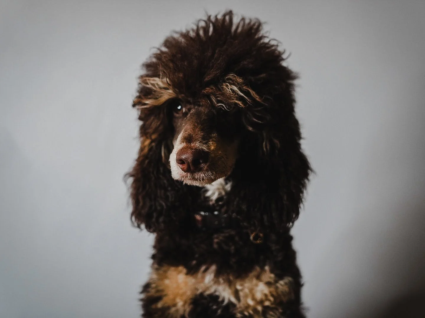brown phantom poodle puppy