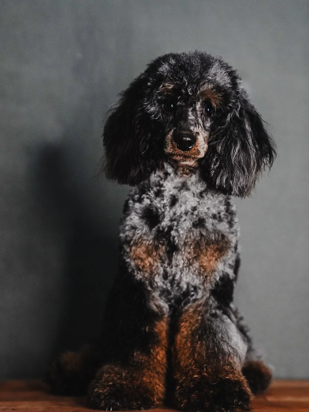 Biue merle phantom mini poodle