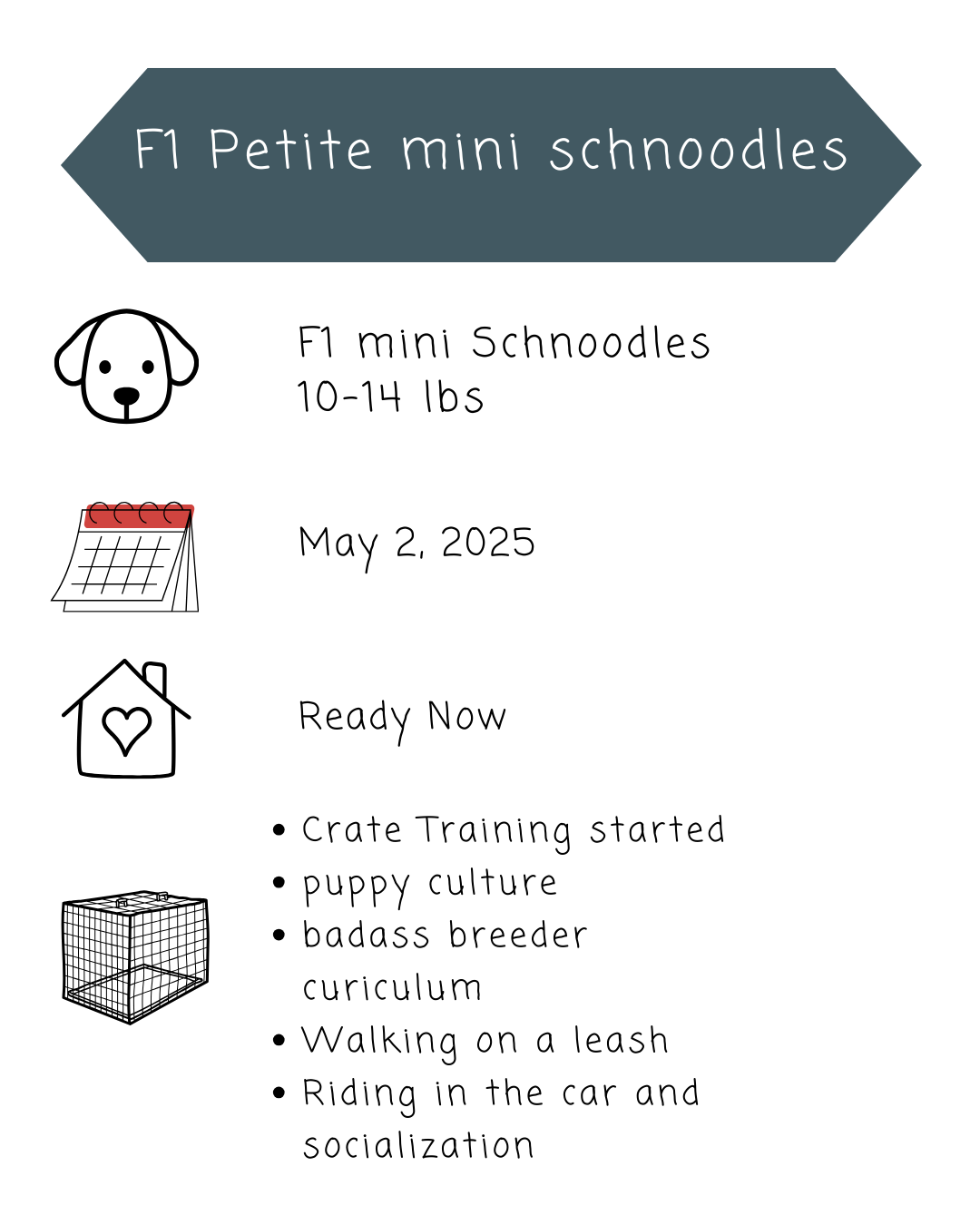 F1 Cream Toy Schnoodle Female