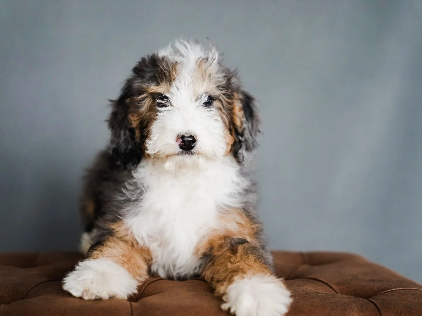 Mini Bernedoodle