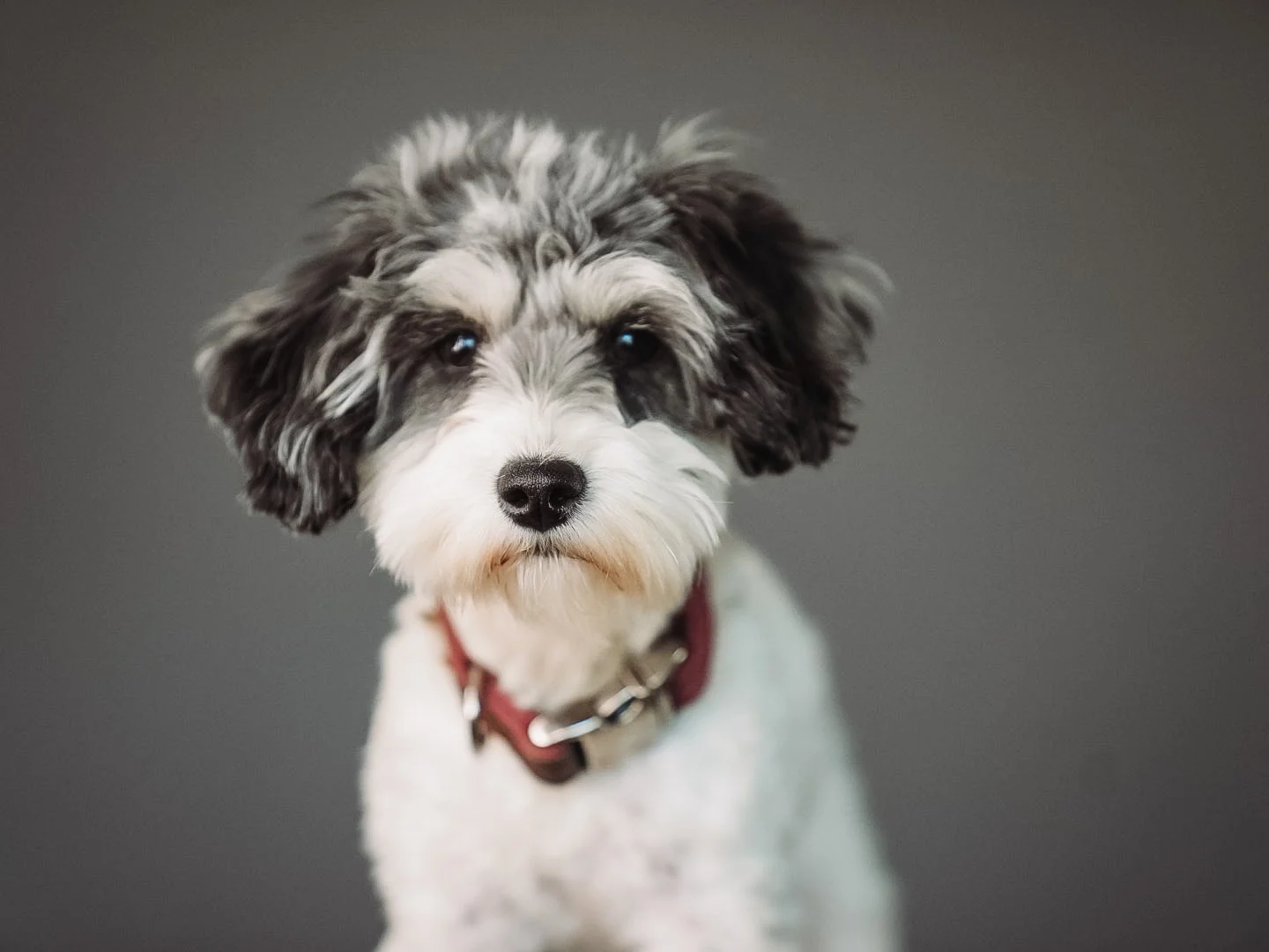 Close-up of a gray and white fluffy dog with dark eyes and black nose, wearing a red collar, against a plain dark background.