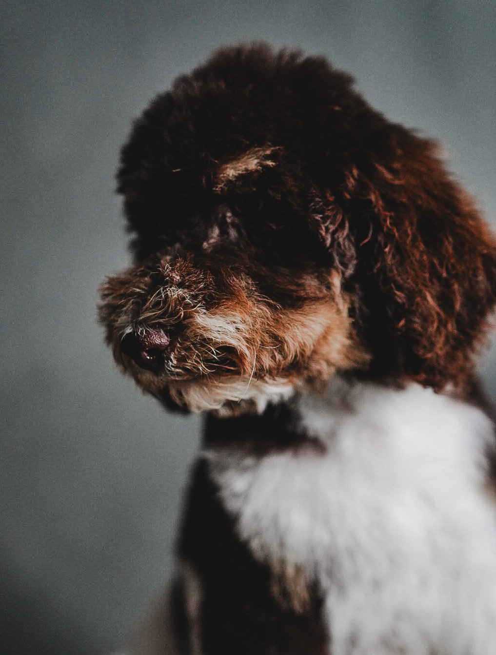 brown phantom poodle puppy