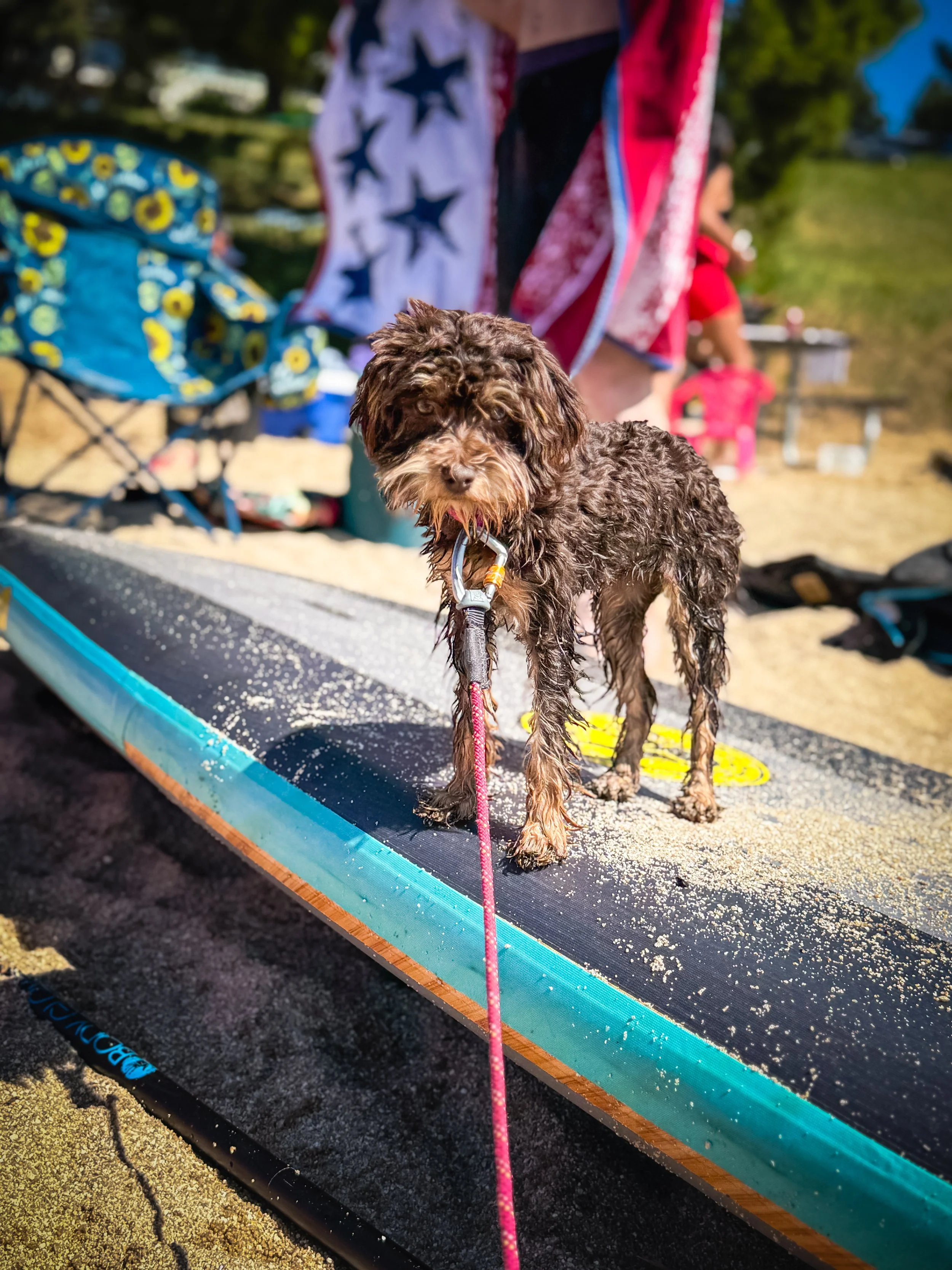 A wet brown dog standing on a paddleboard on a sandy beach, with people and trees in the background.