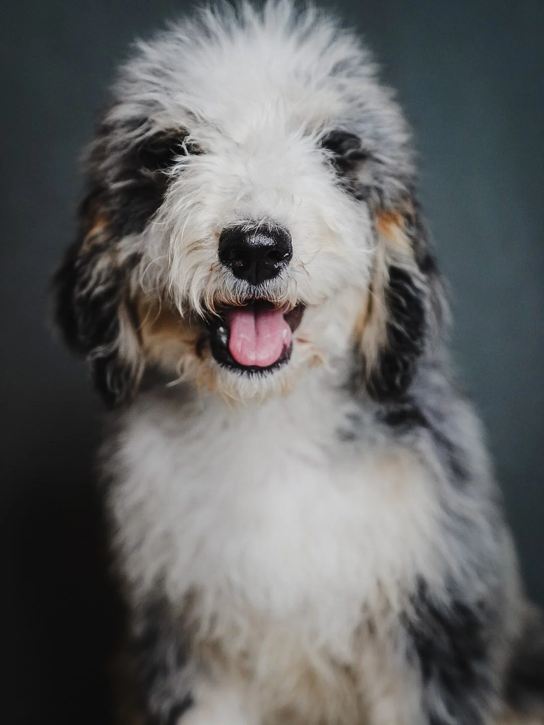 Blue merle tuxedo bernedoodle boise idaho