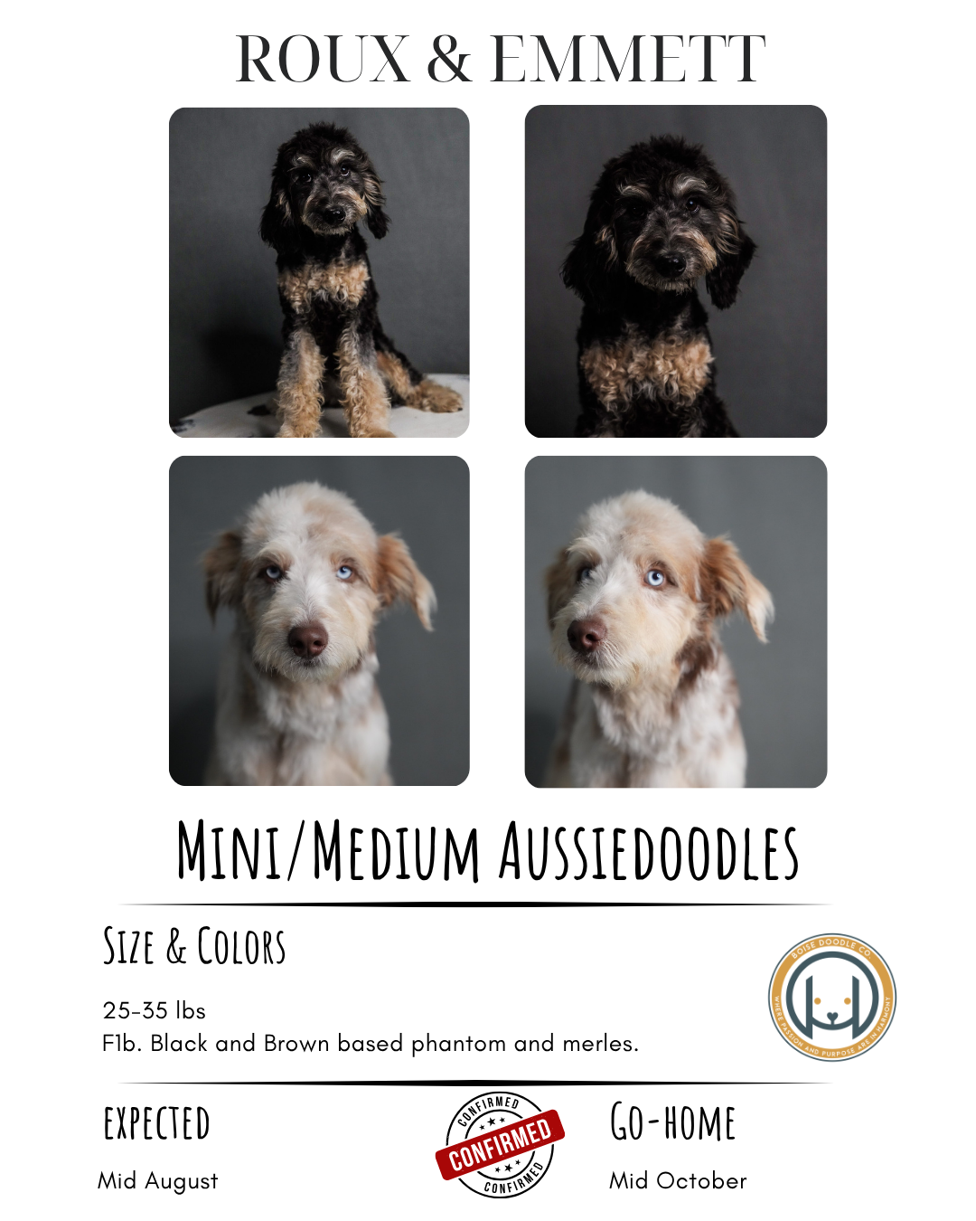 Pet adoption flyer featuring photos of two miniature/medium Australian doodle puppies, one black and brown, the other cream with blue eyes. Text includes their expected adoption date and the breed description.