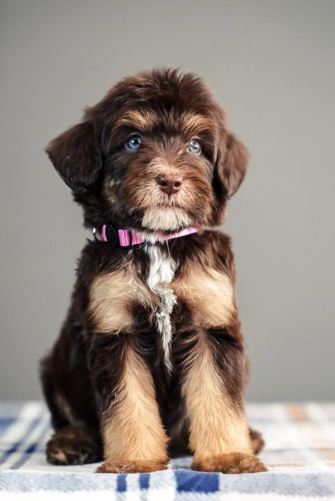A cute brown and black puppy with blue eyes sitting on a checkered blanket against a neutral background.