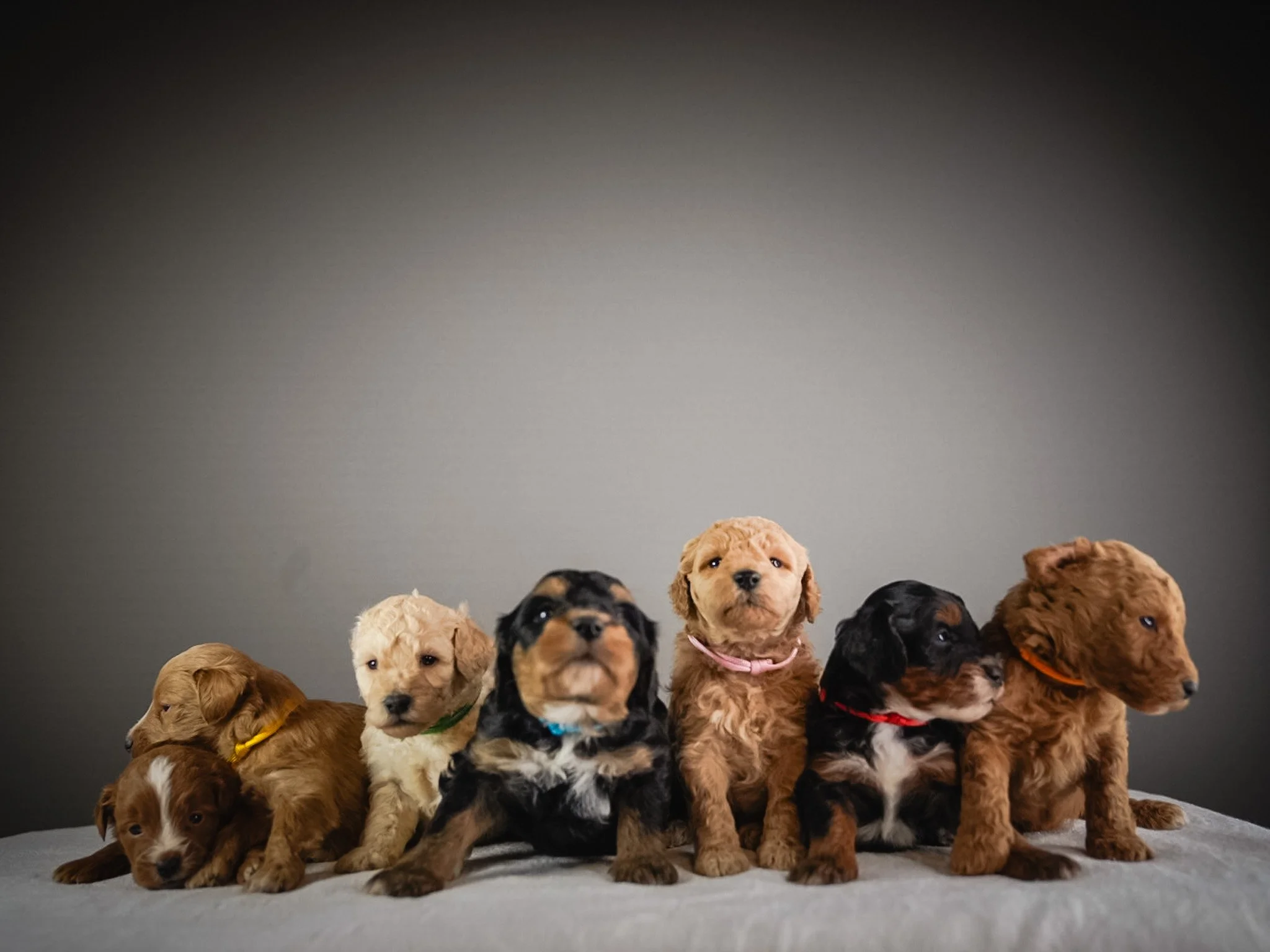Seven adorable puppies of various breeds sitting on a light-colored surface against a plain gray background.