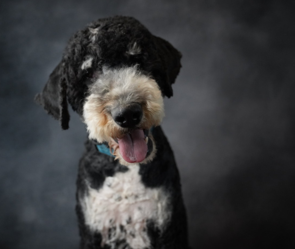 A black and white dog with curly fur, possibly a Labradoodle, smiling with its mouth open against a dark background.