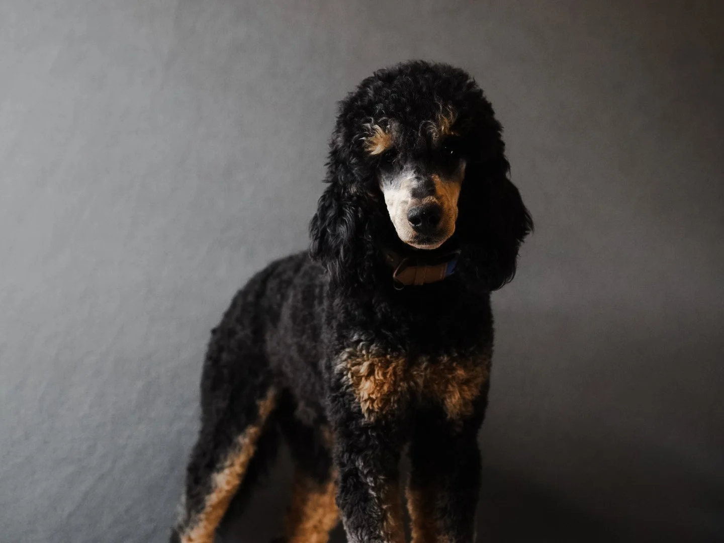 A young black and tan curly-coated dog sitting against a gray background.