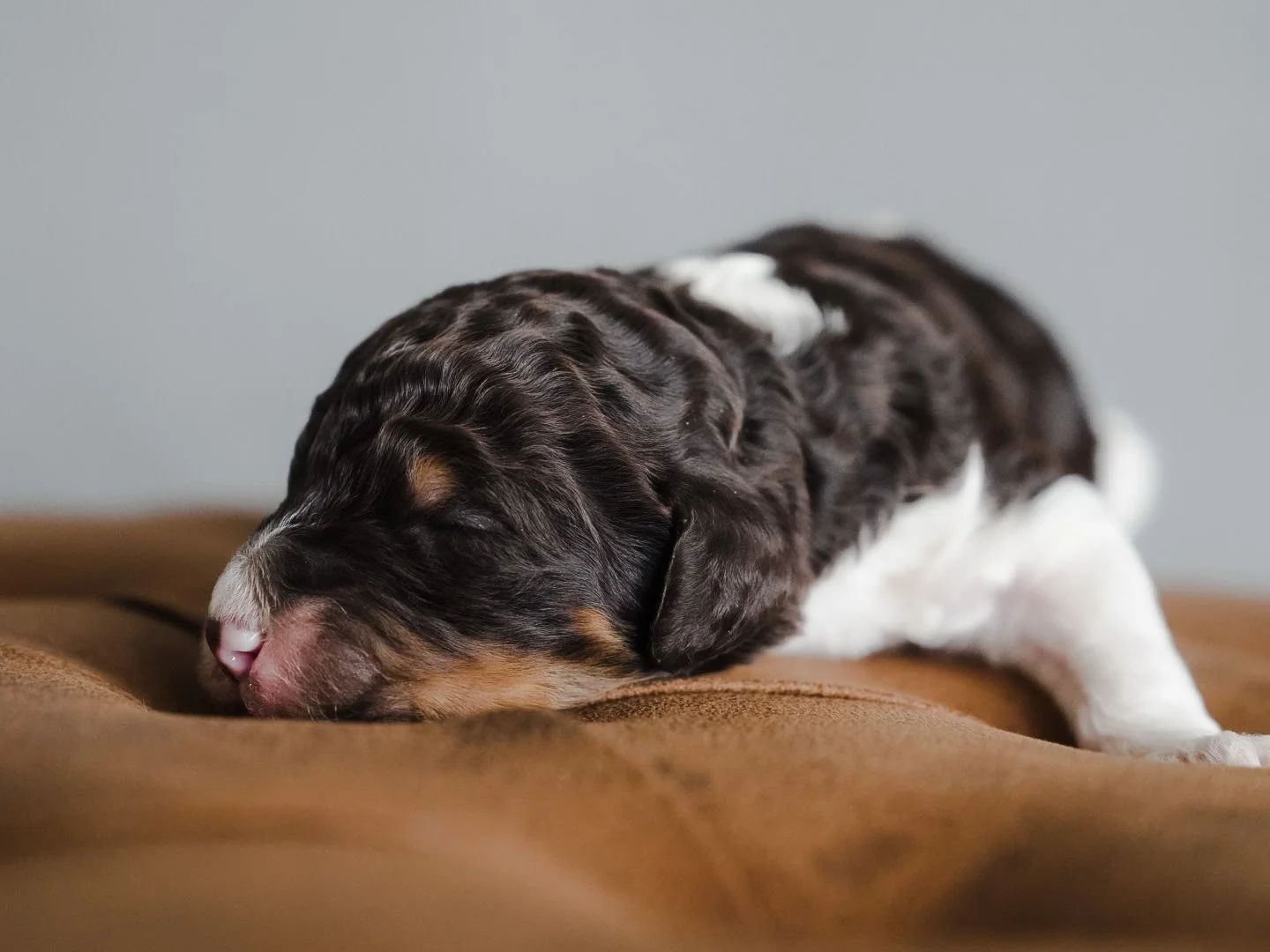 AKC Brown Phantom Poodle Boise, Idaho